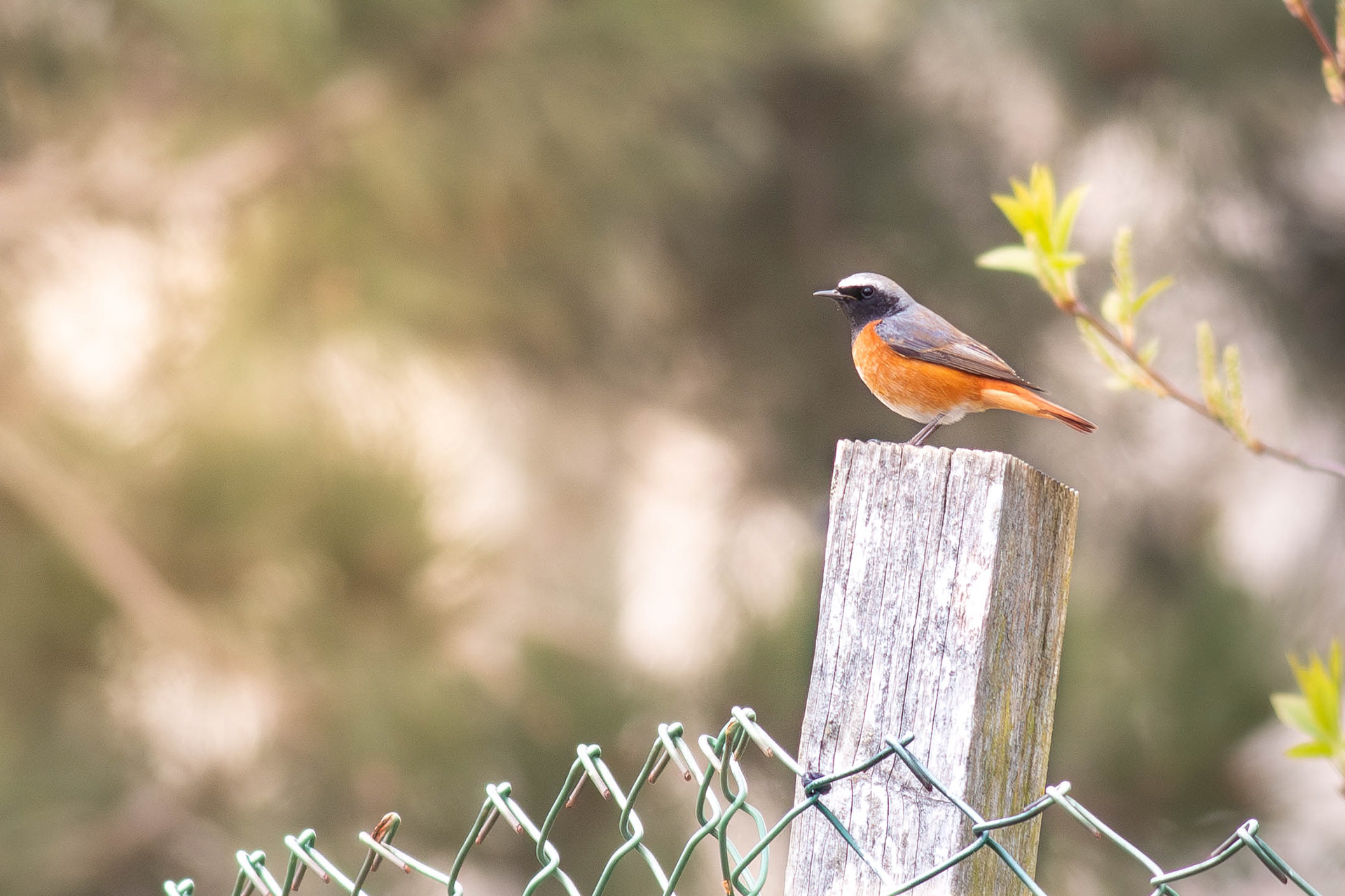 Common Redstart male breeding
