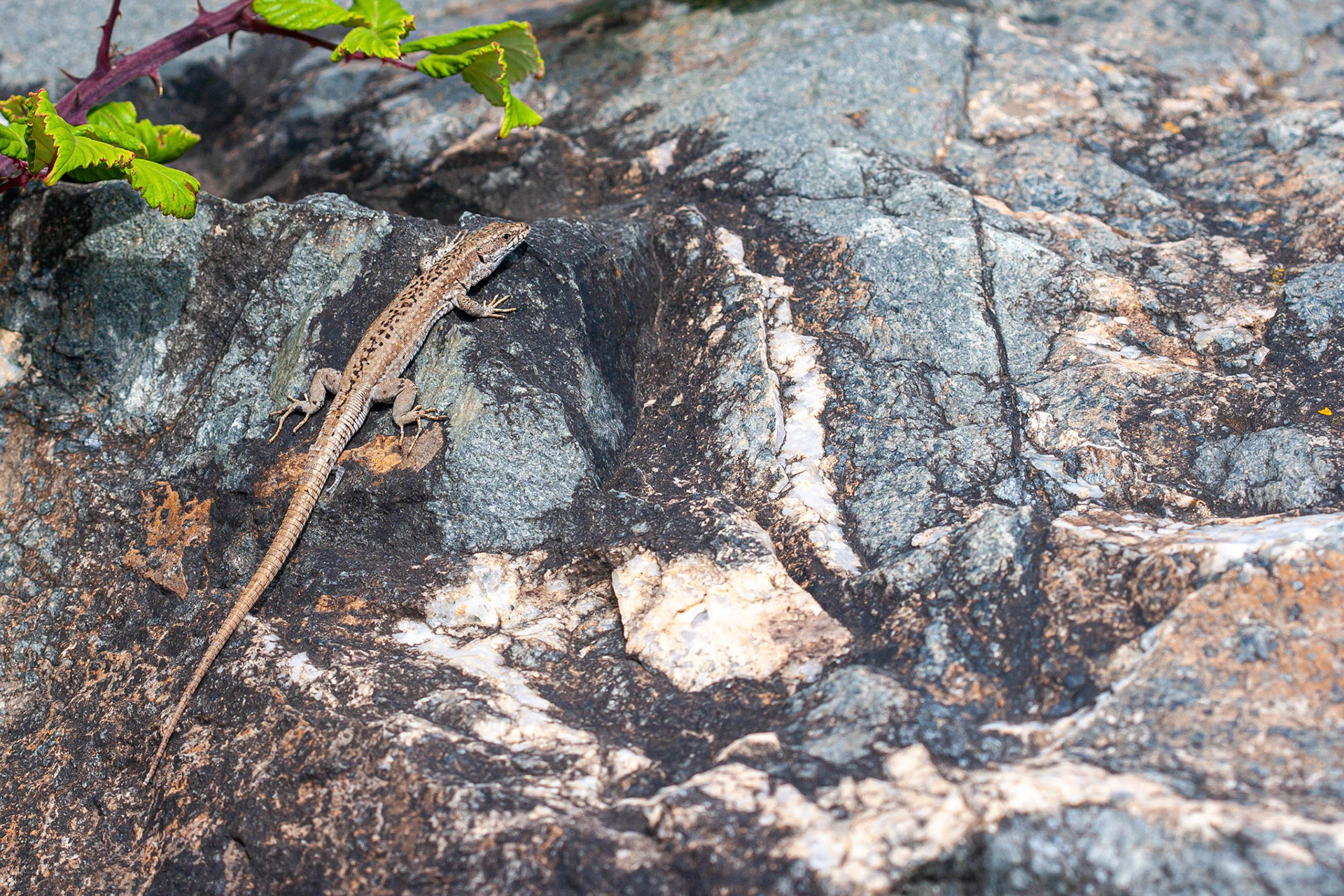 Wall Lizard - France