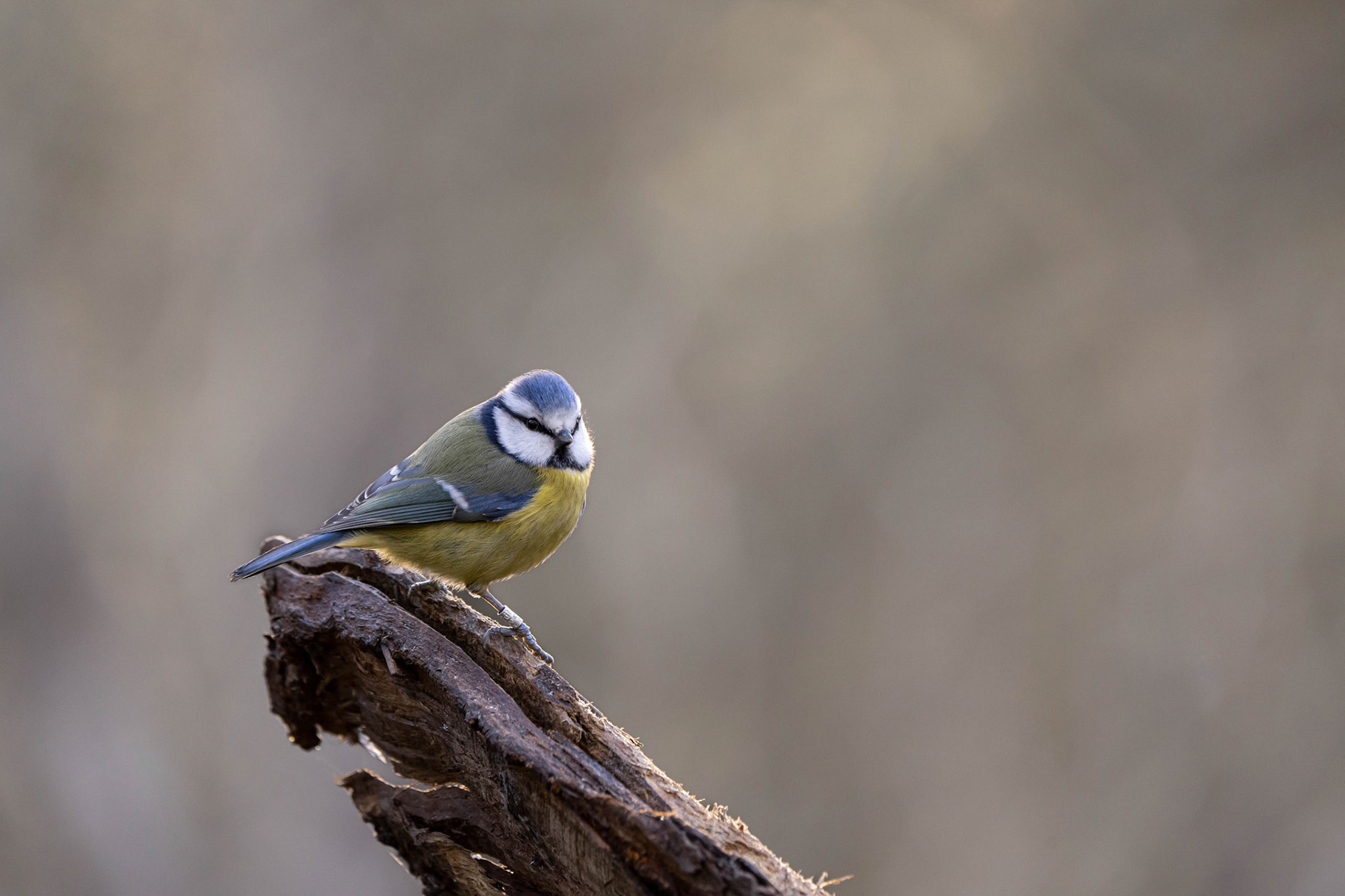 Blue Tit