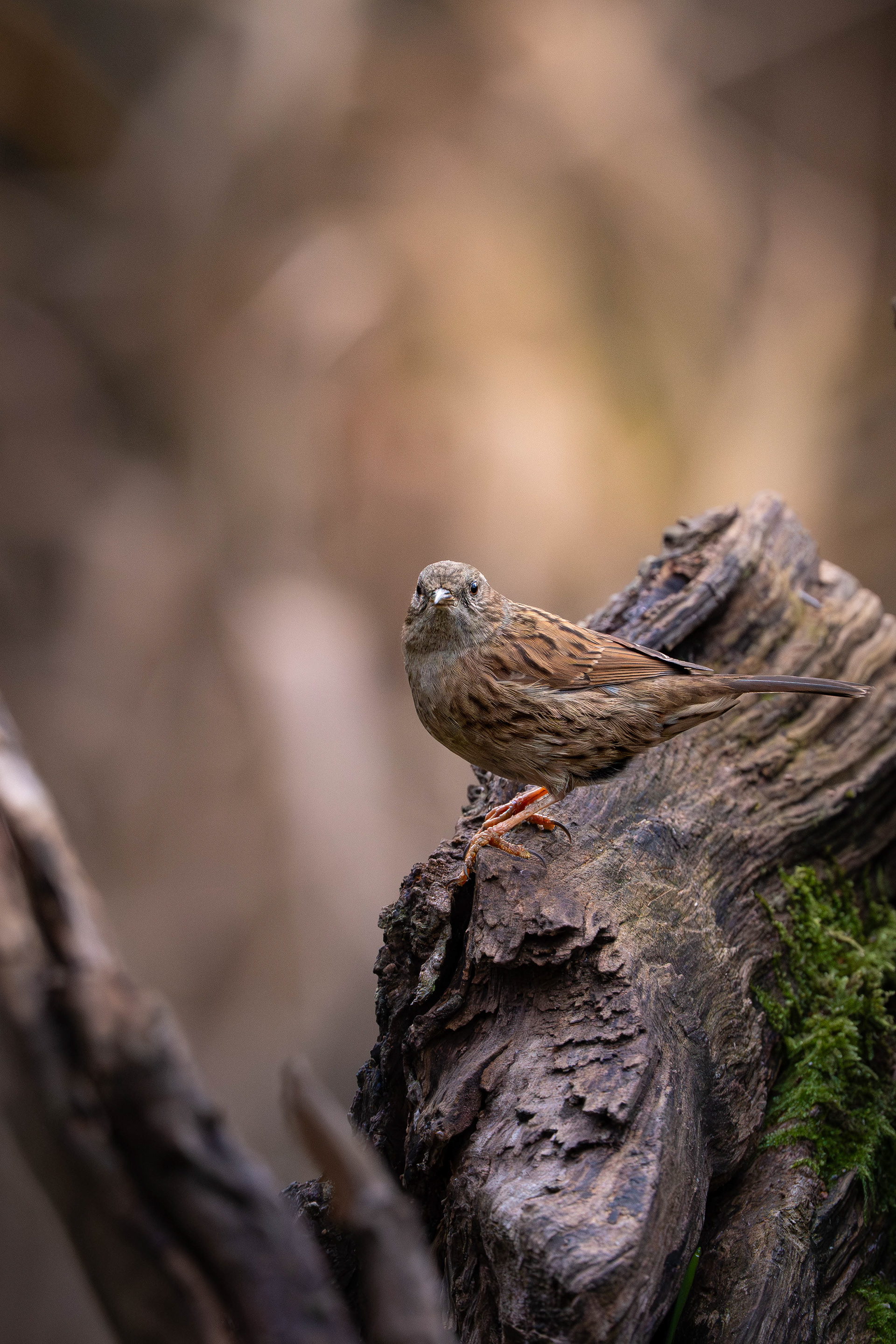 Dunnock (Technically Hedge Accentor)
