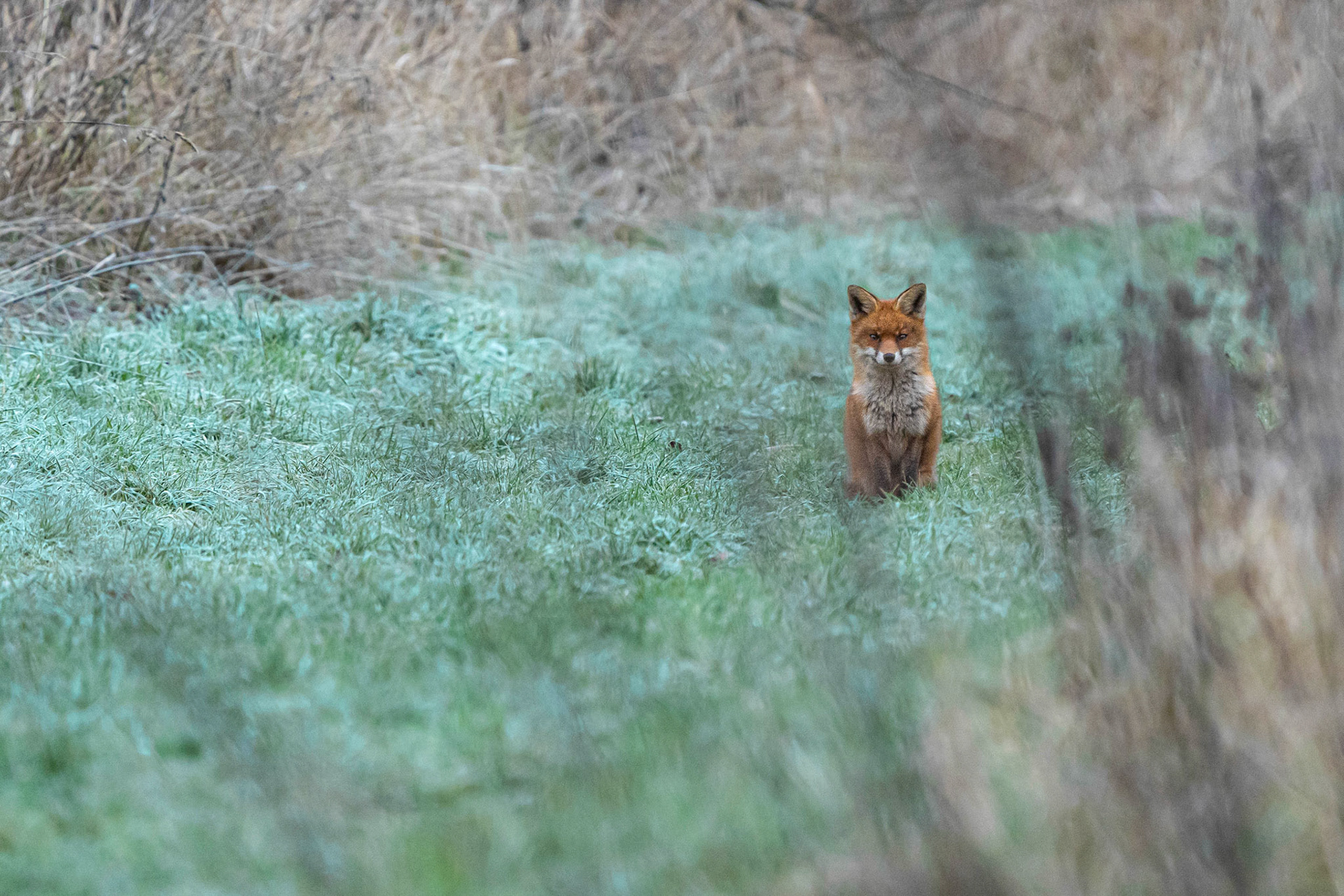 Fox