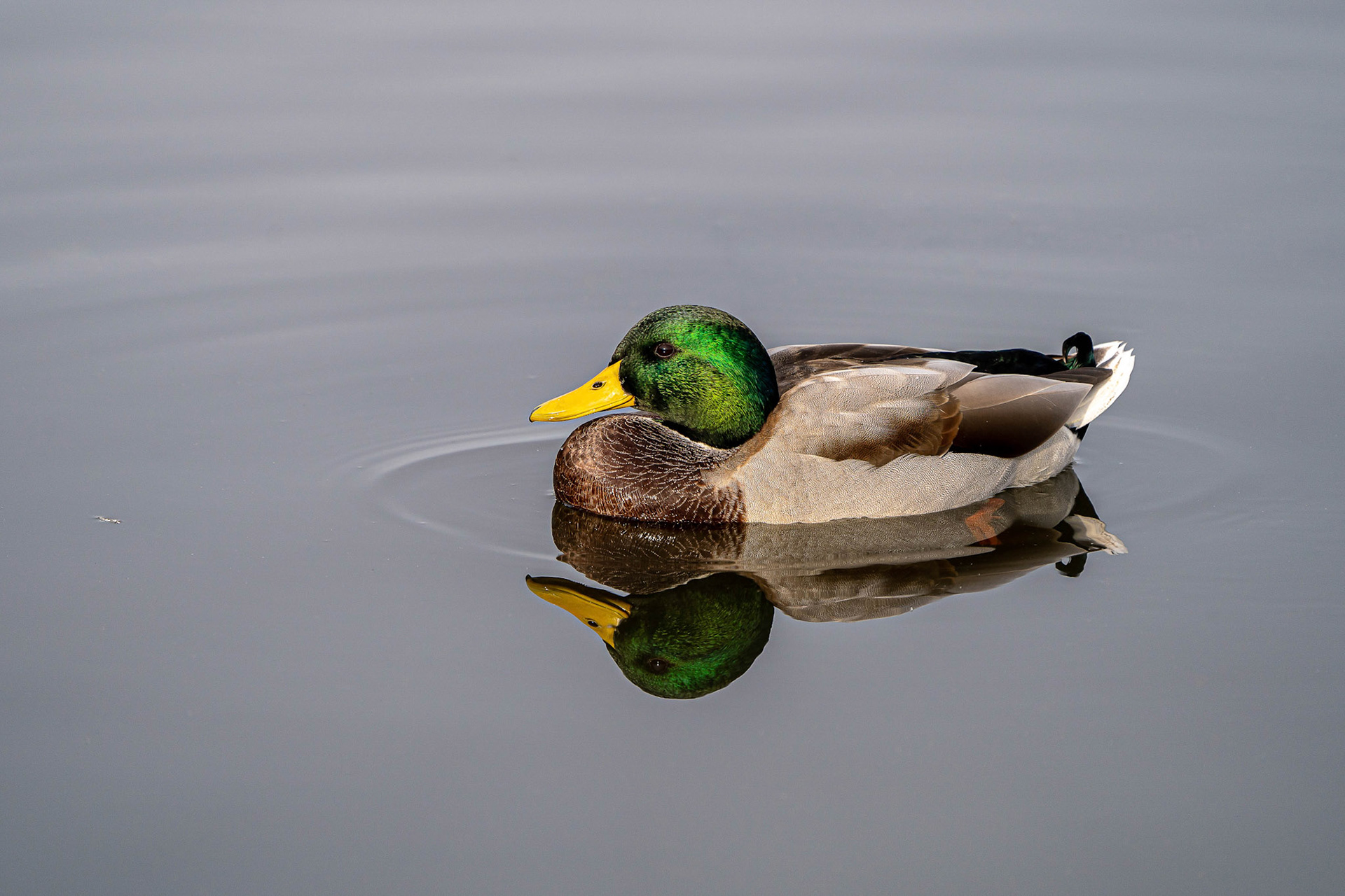 Mallard