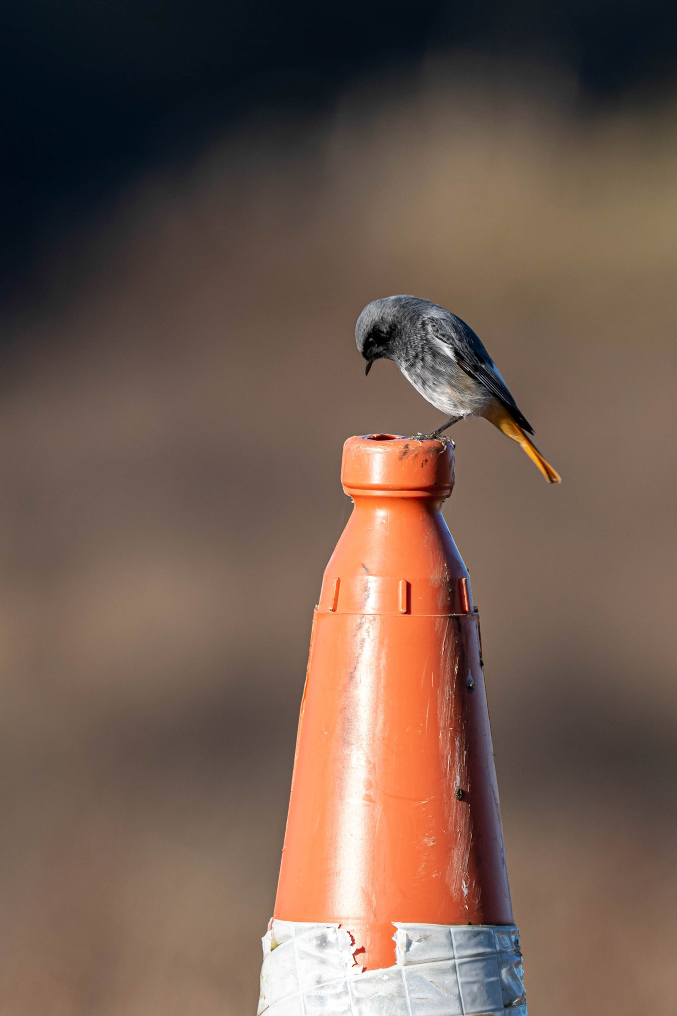 Black Redstart