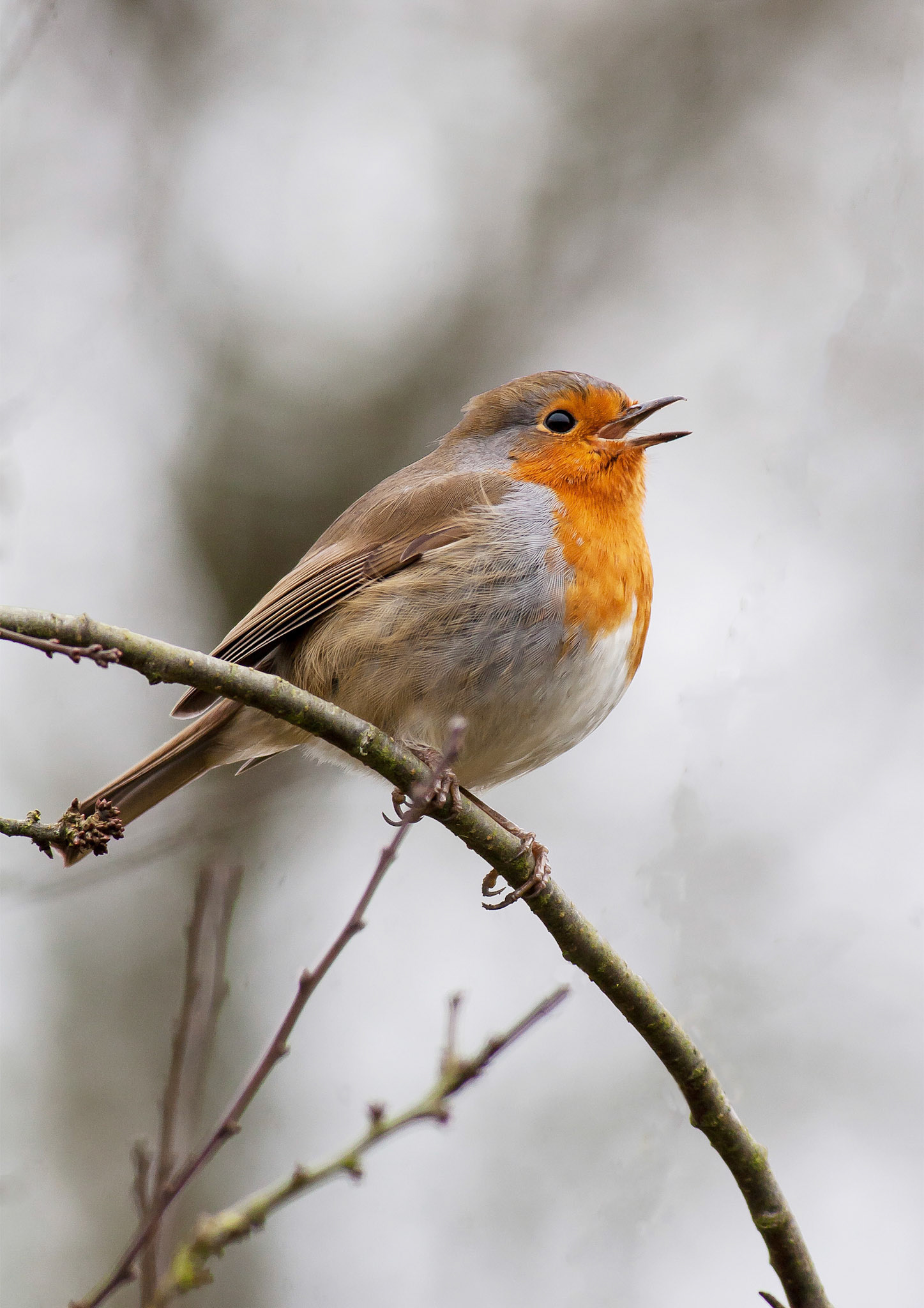 European Robin
