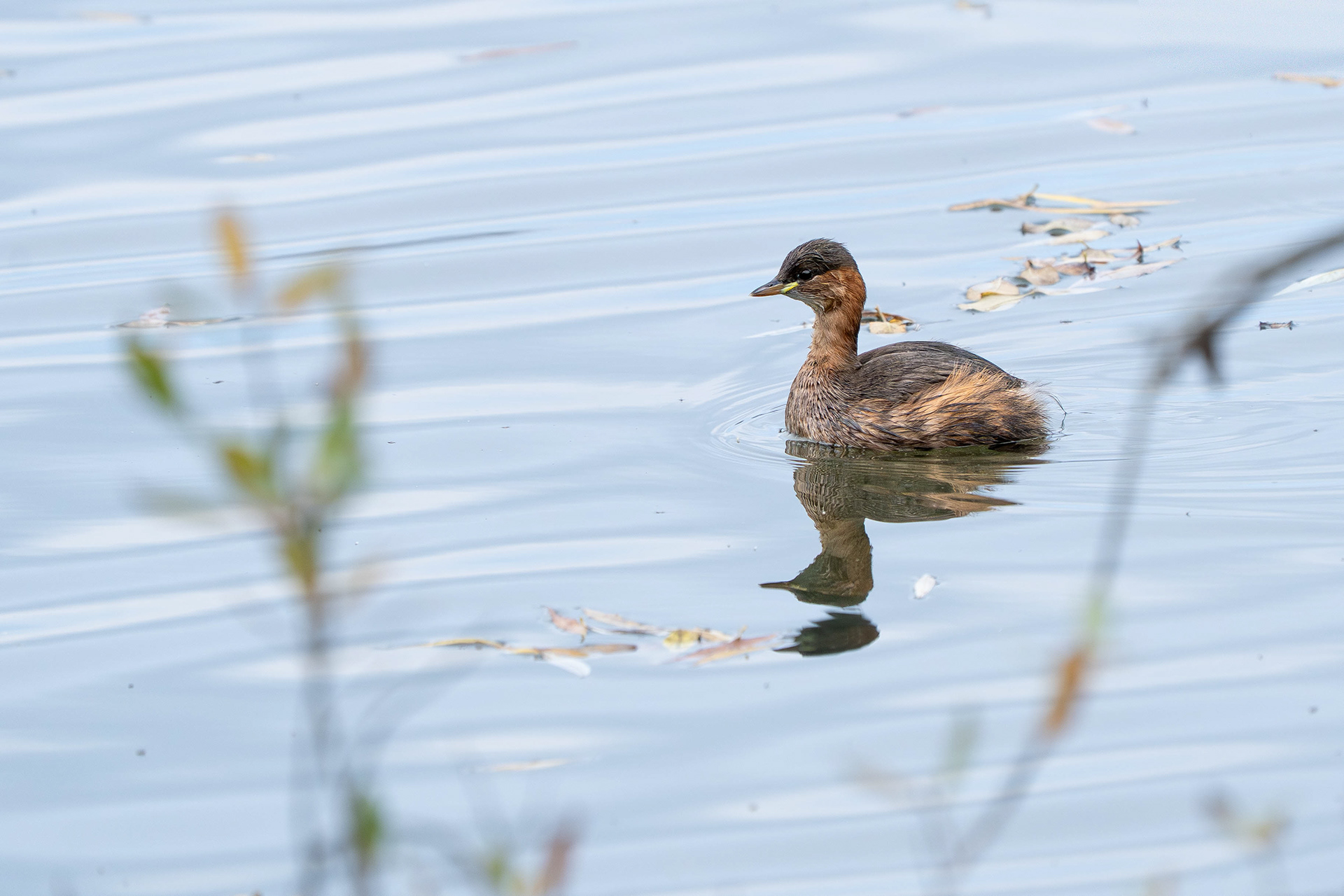 Little Grebe