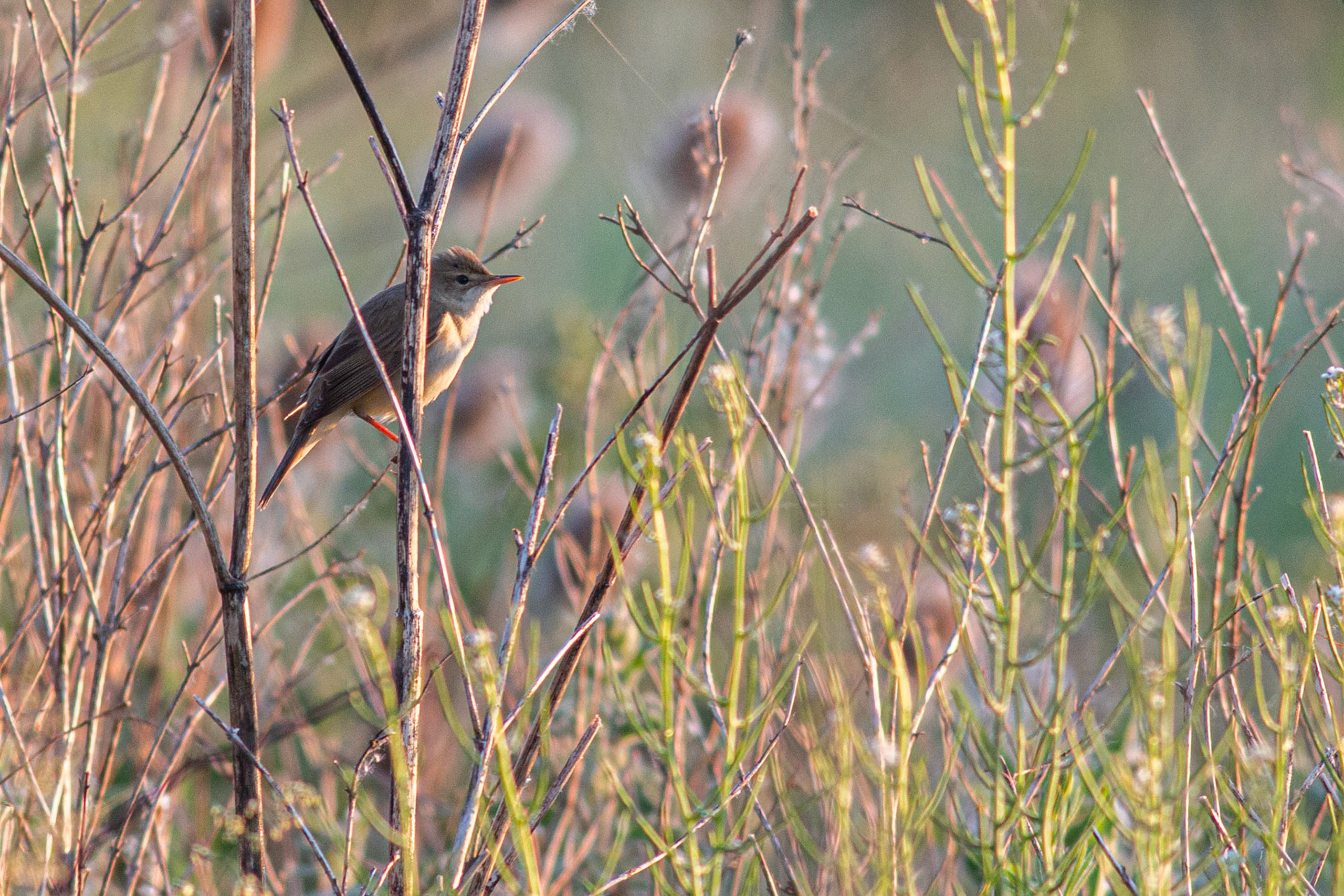 Marsh Warbler