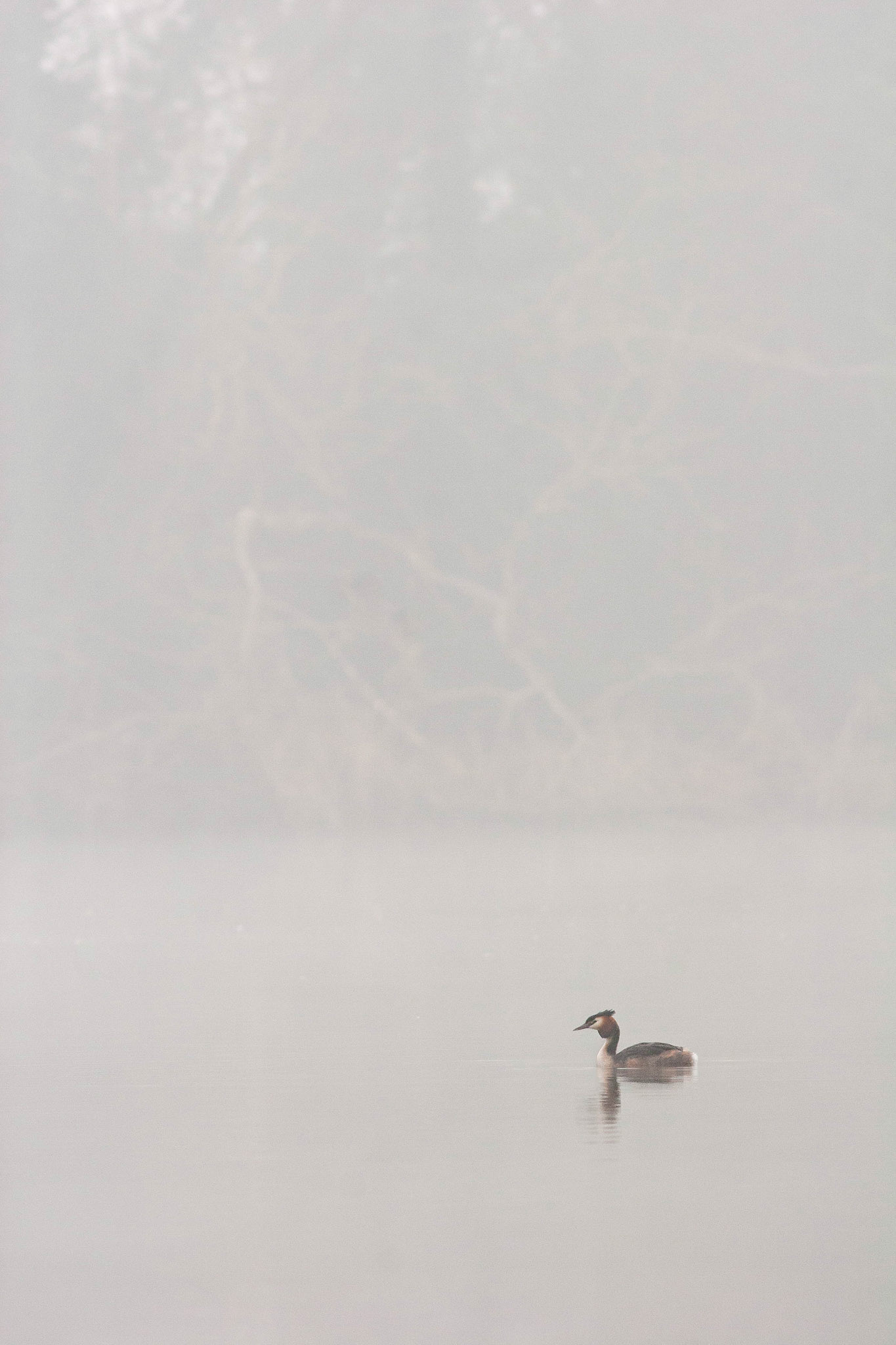 Great Crested Grebe