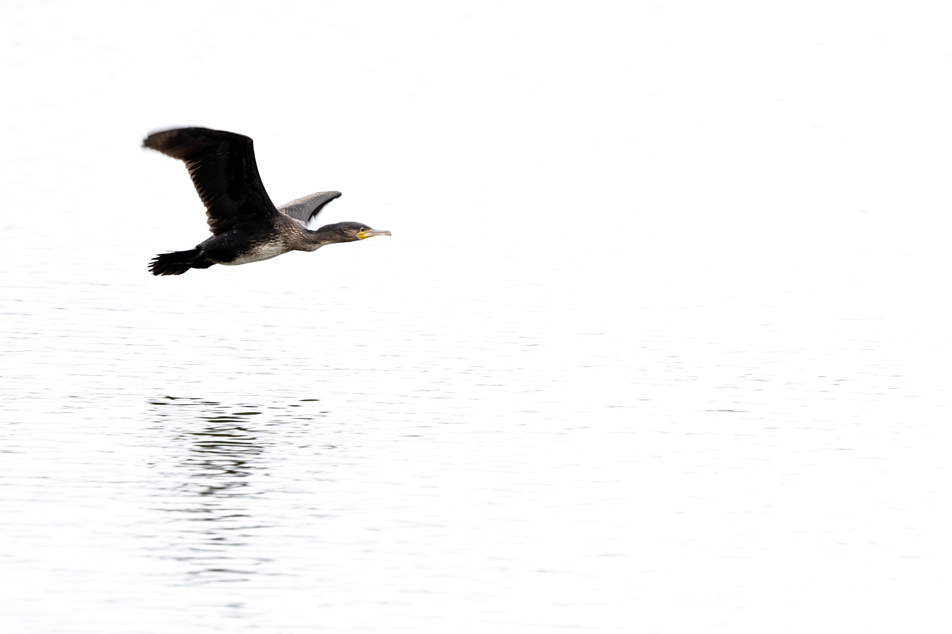 Cormorant