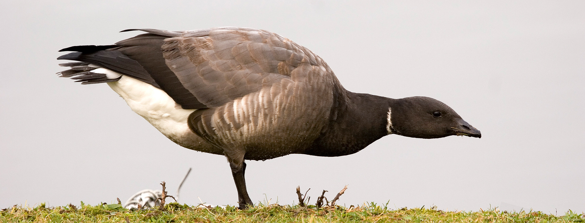 Brent Goose