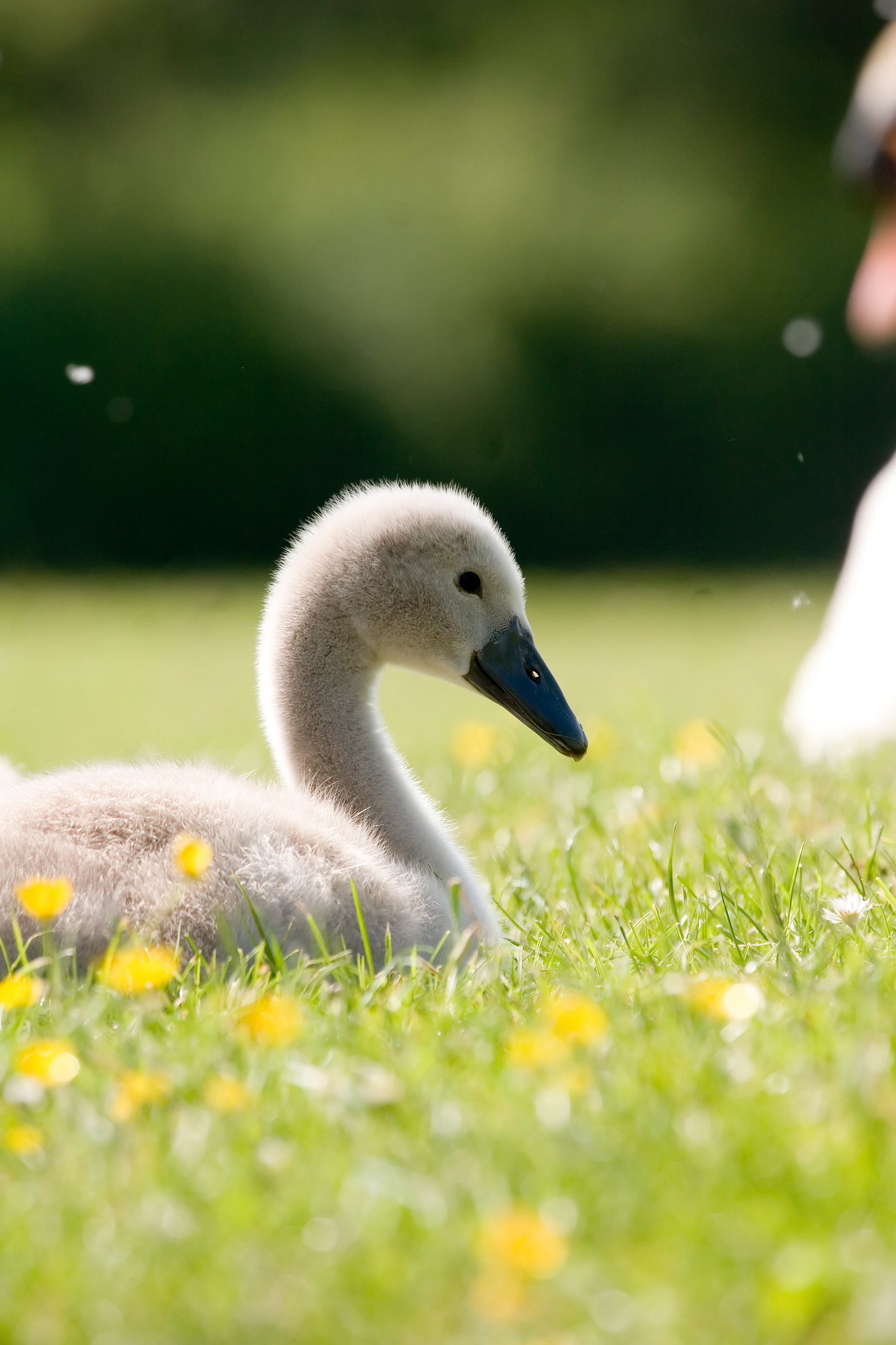 Cygnet