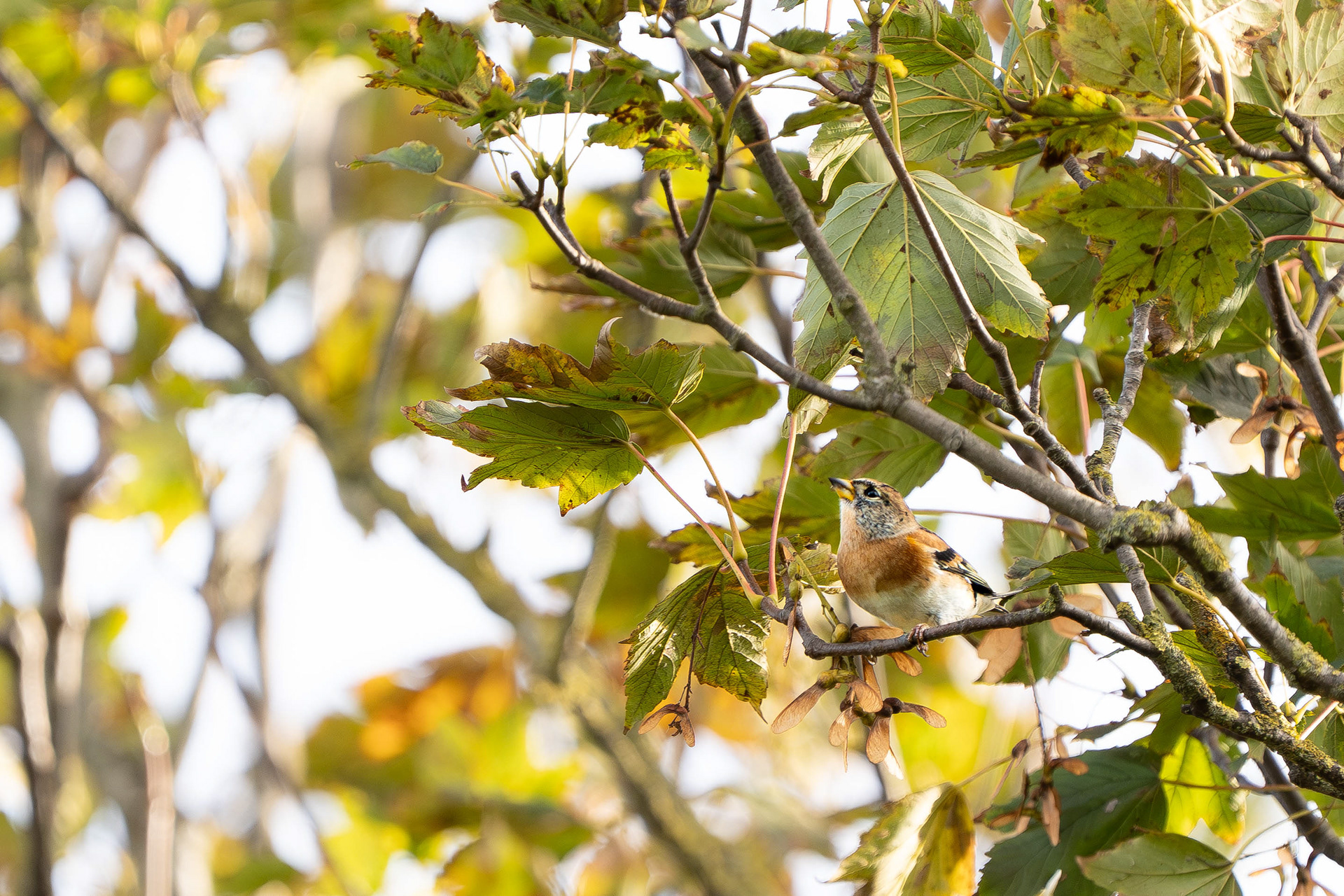 Brambling (winter male)