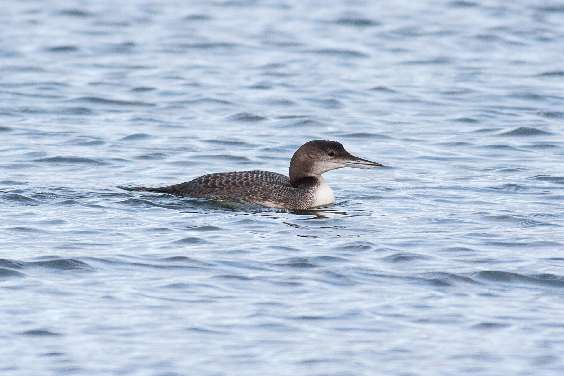 Great Northern Diver