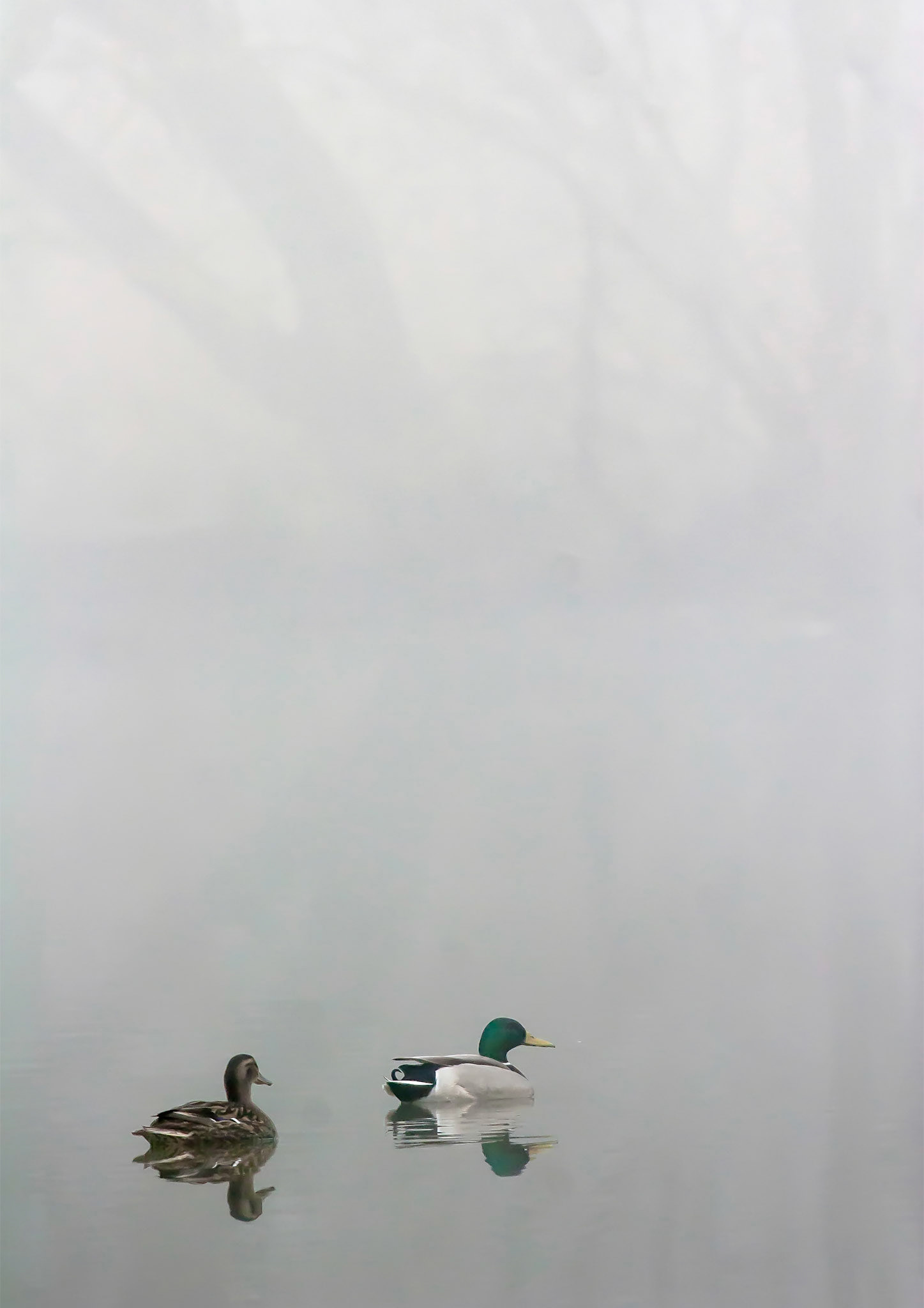 Mallard