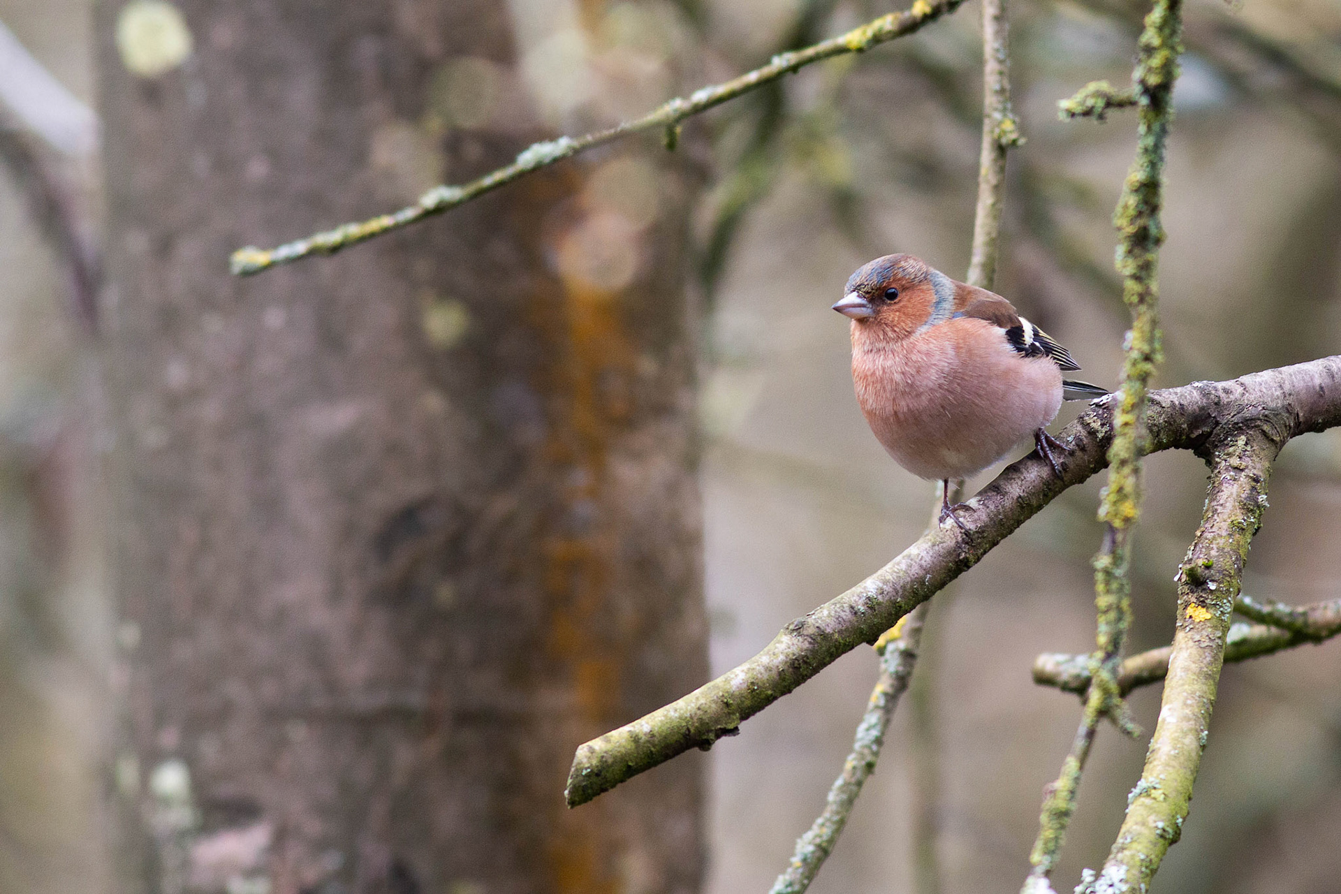 Chaffinch (Male)
