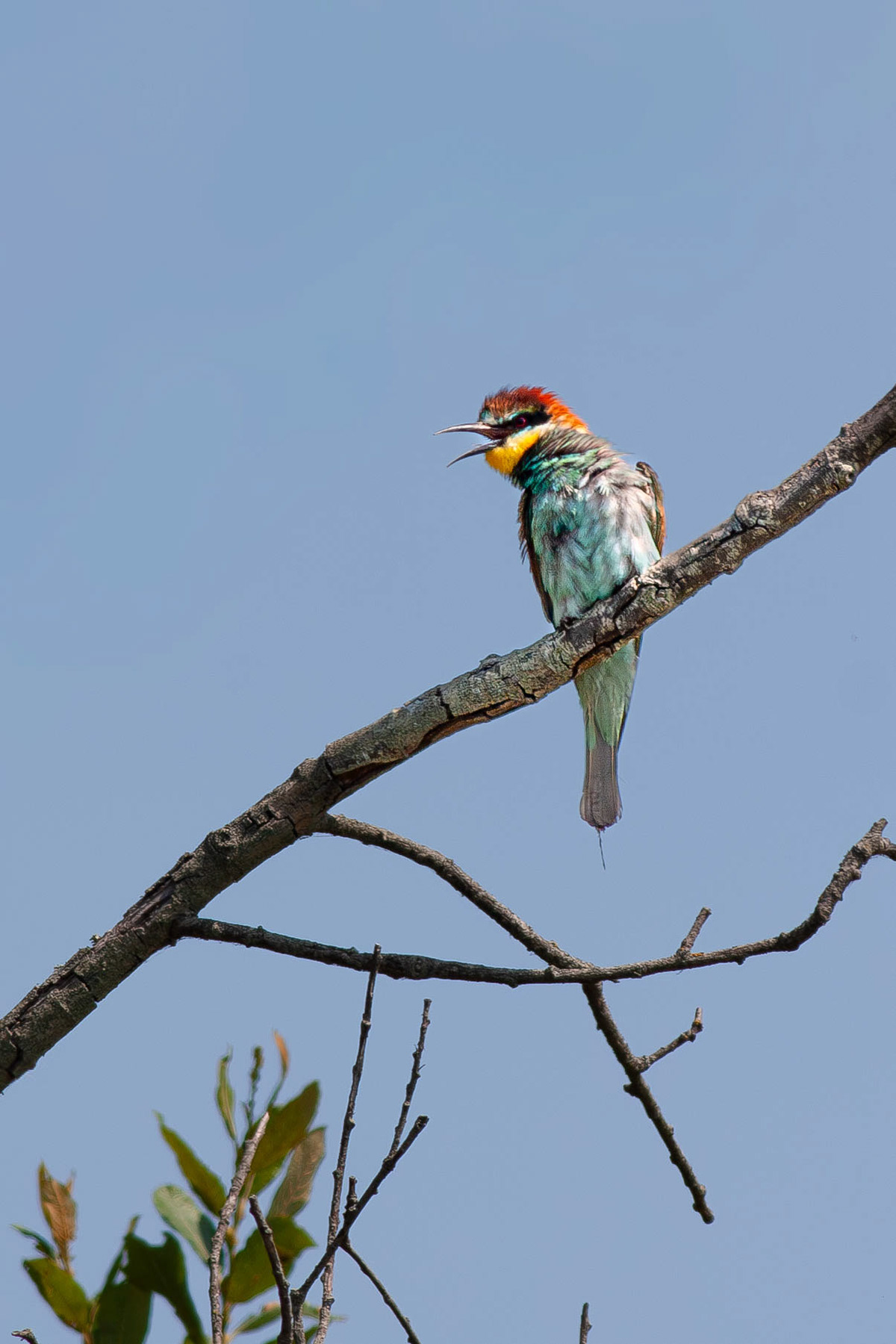 Bee-Eater 