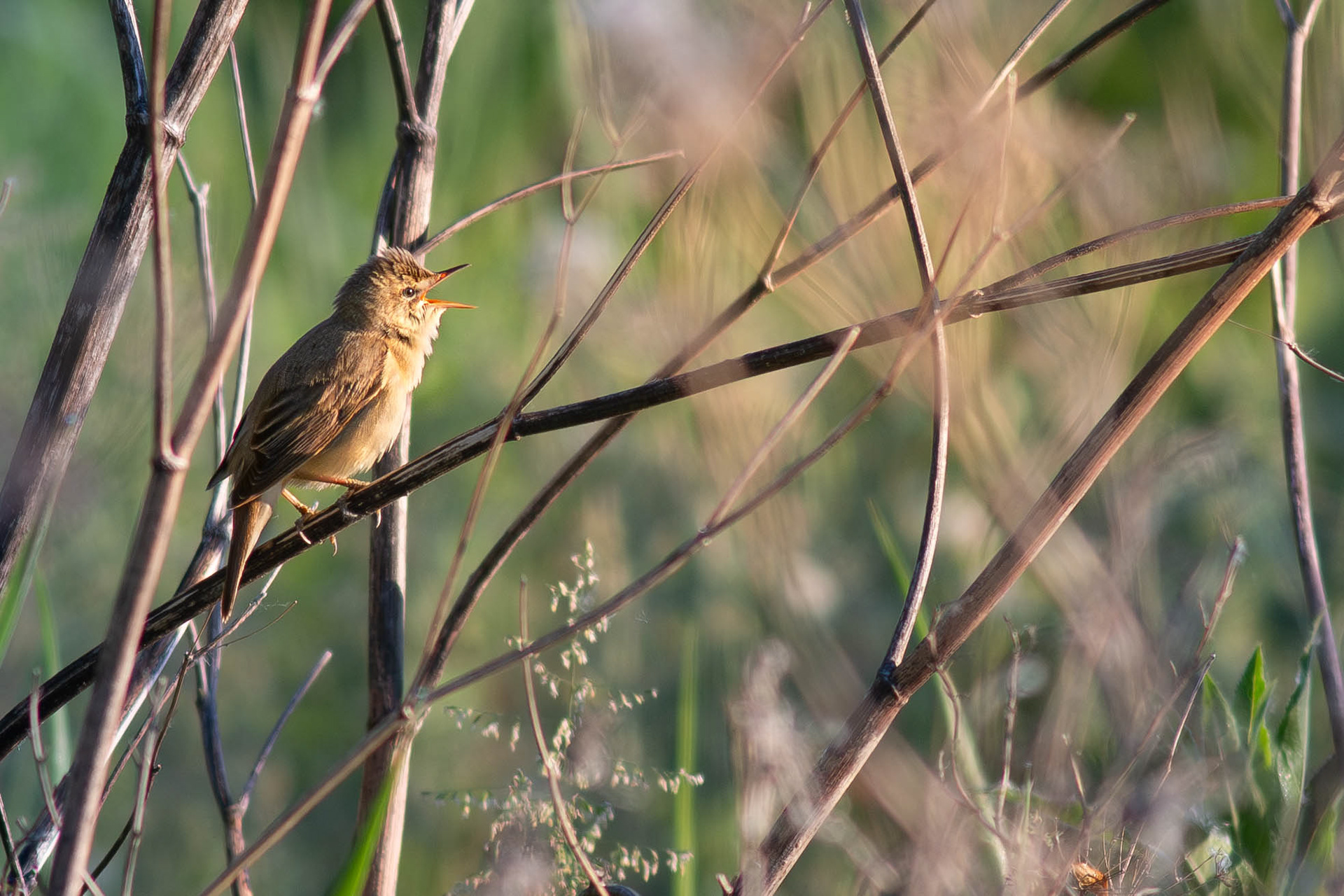 Marsh Warbler