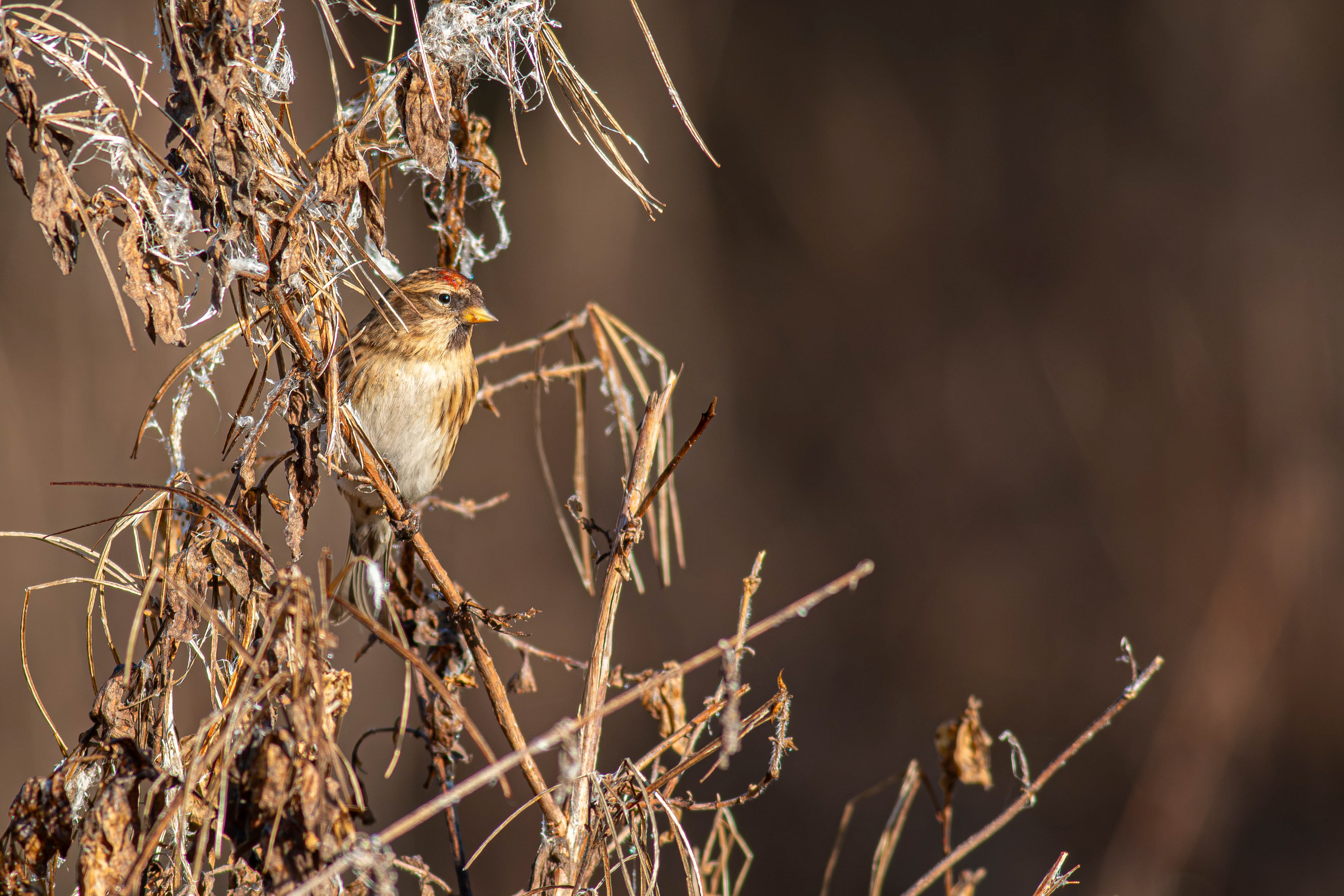 Redpoll (Mealy/Lesser)