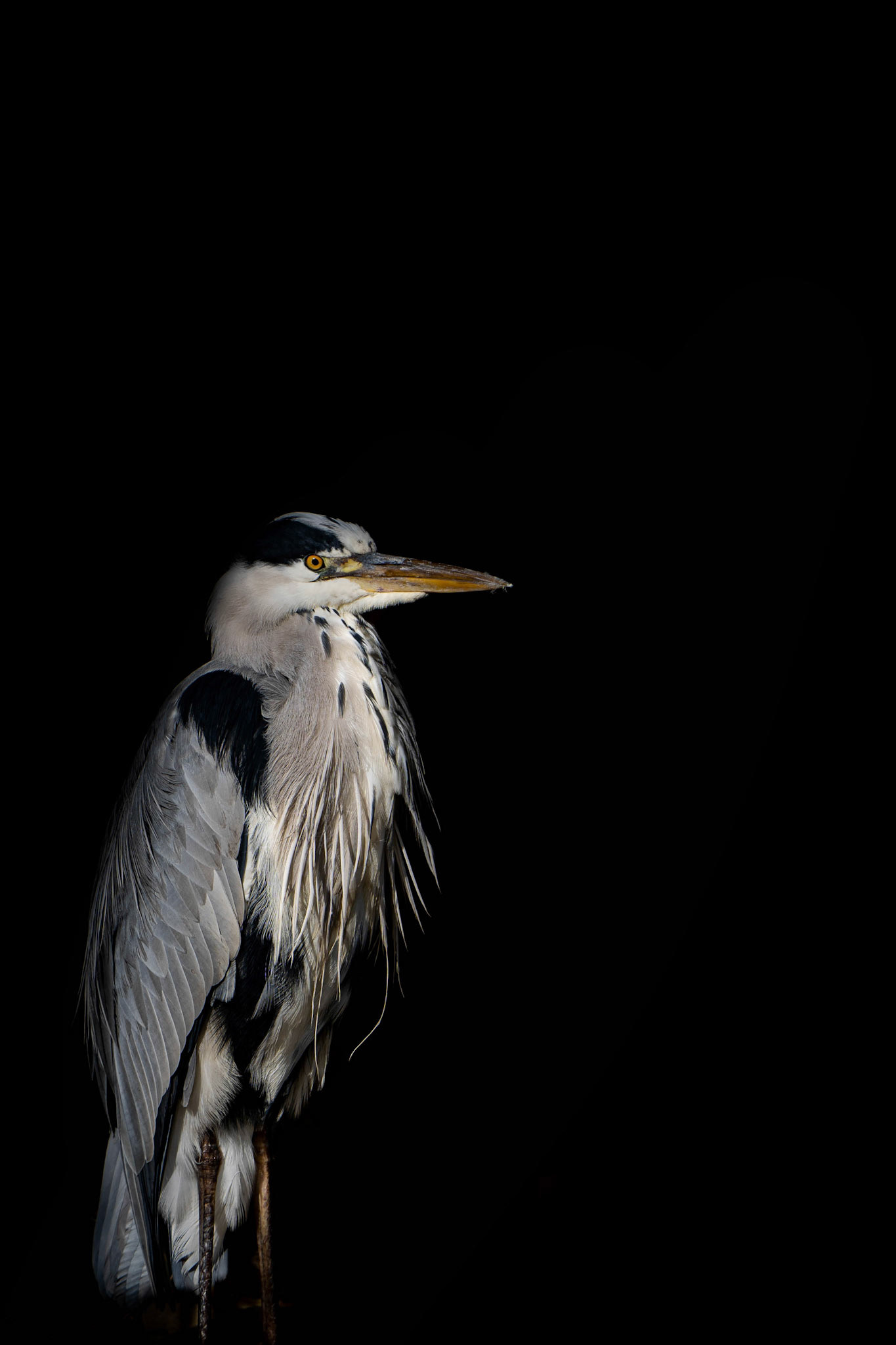 Grey Heron