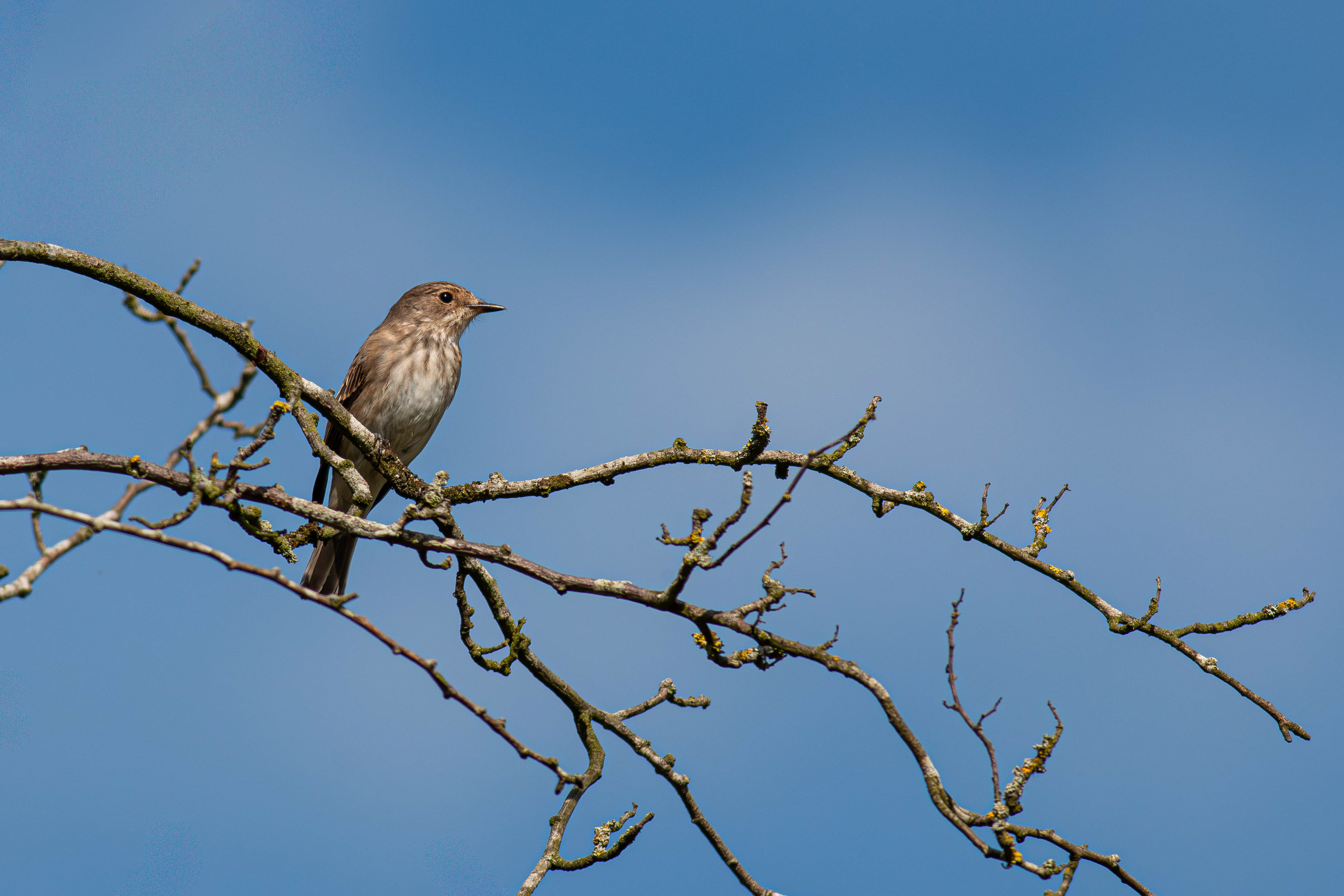 Spotted Flycatcher