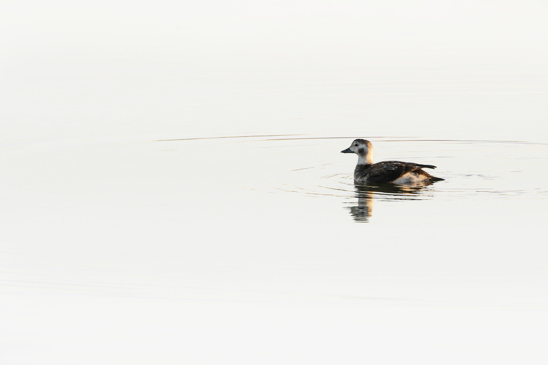 Long-Tailed Duck