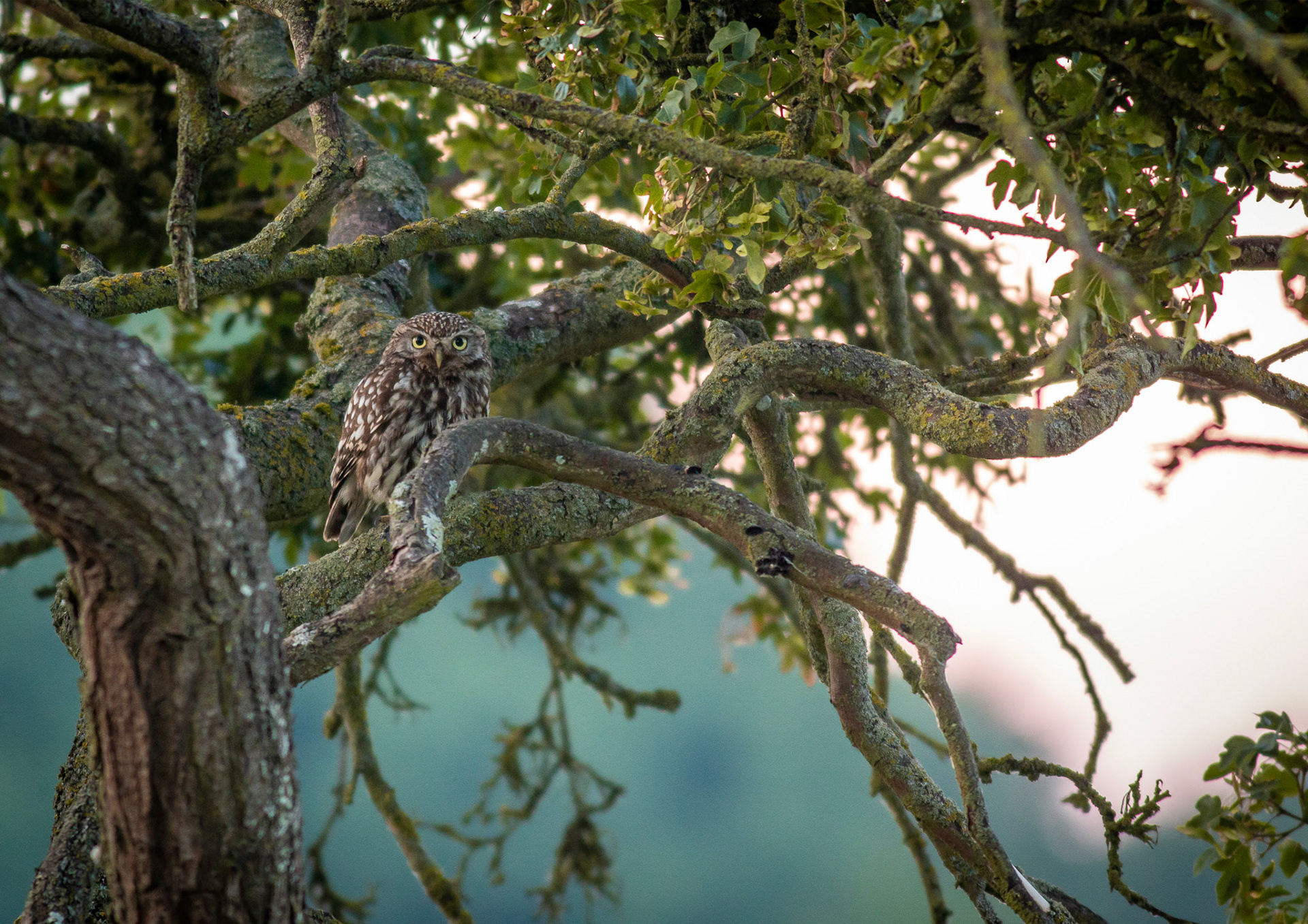 Little Owl