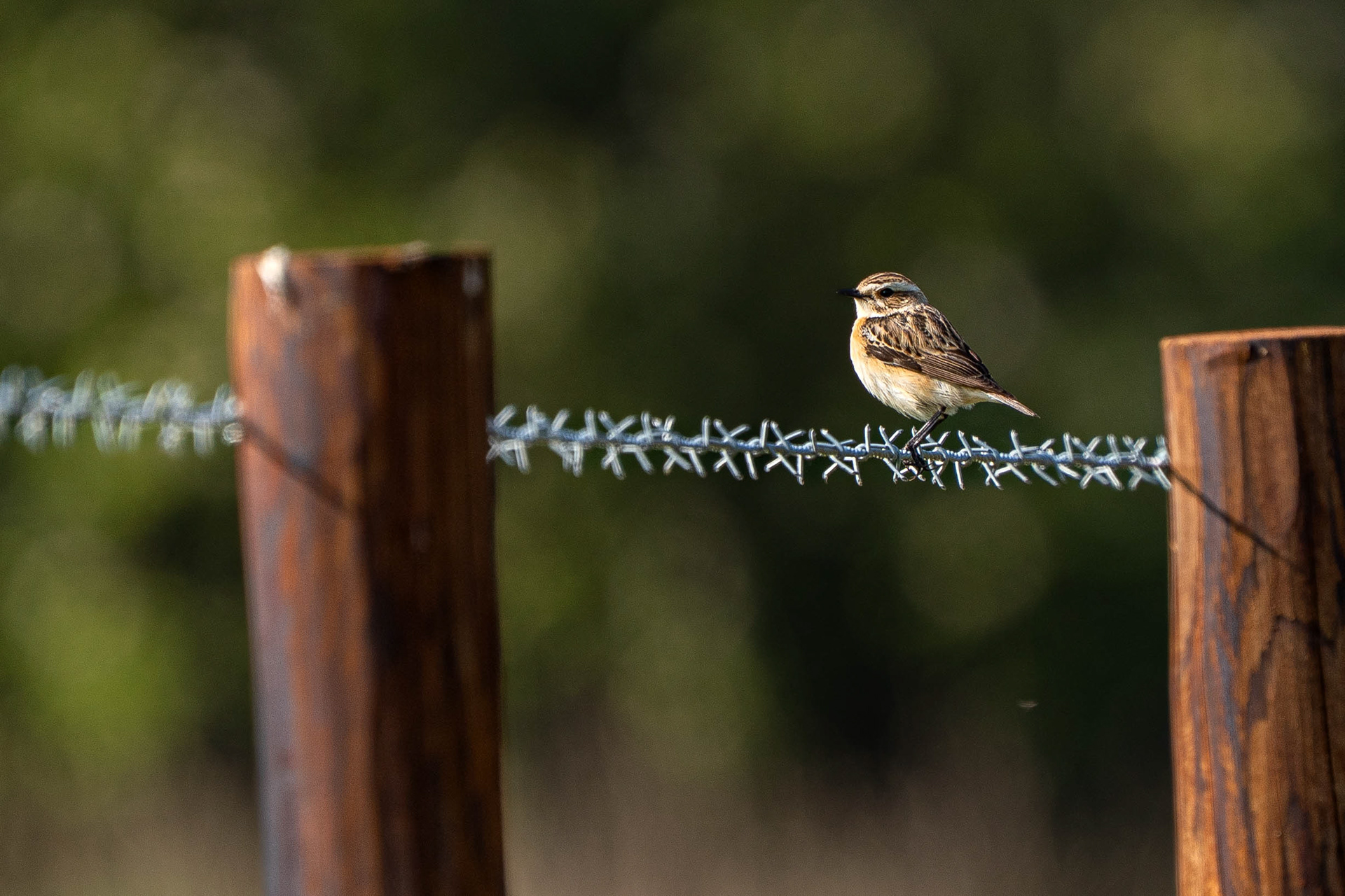 Whinchat