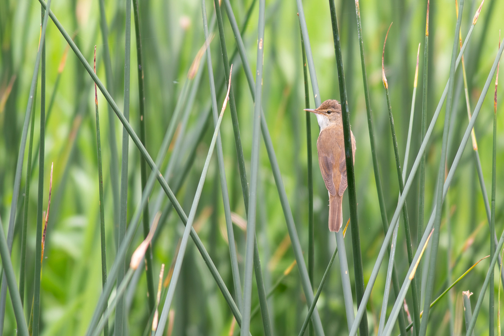 Reed Warbler