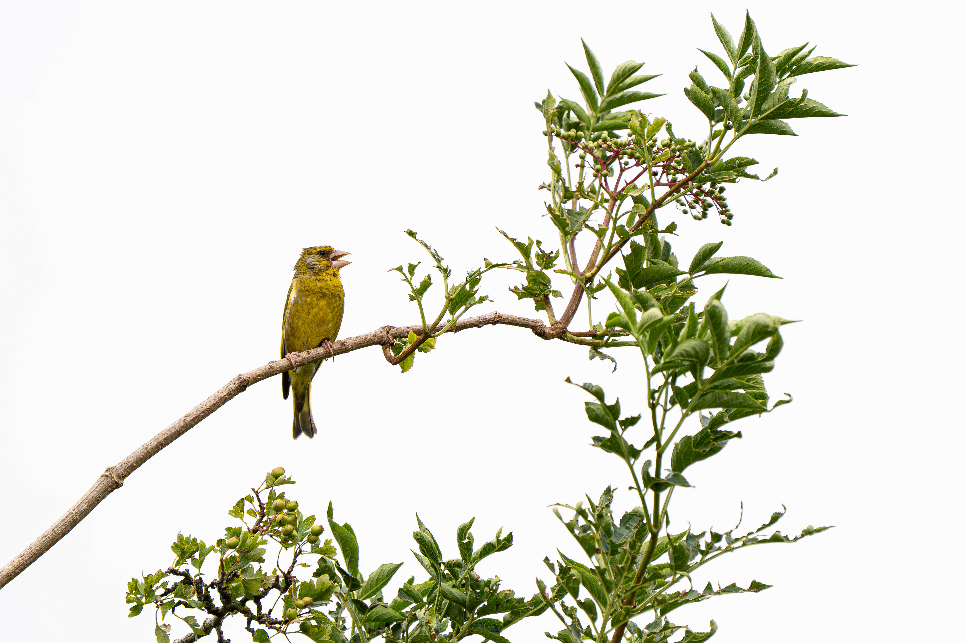 European Greenfinch