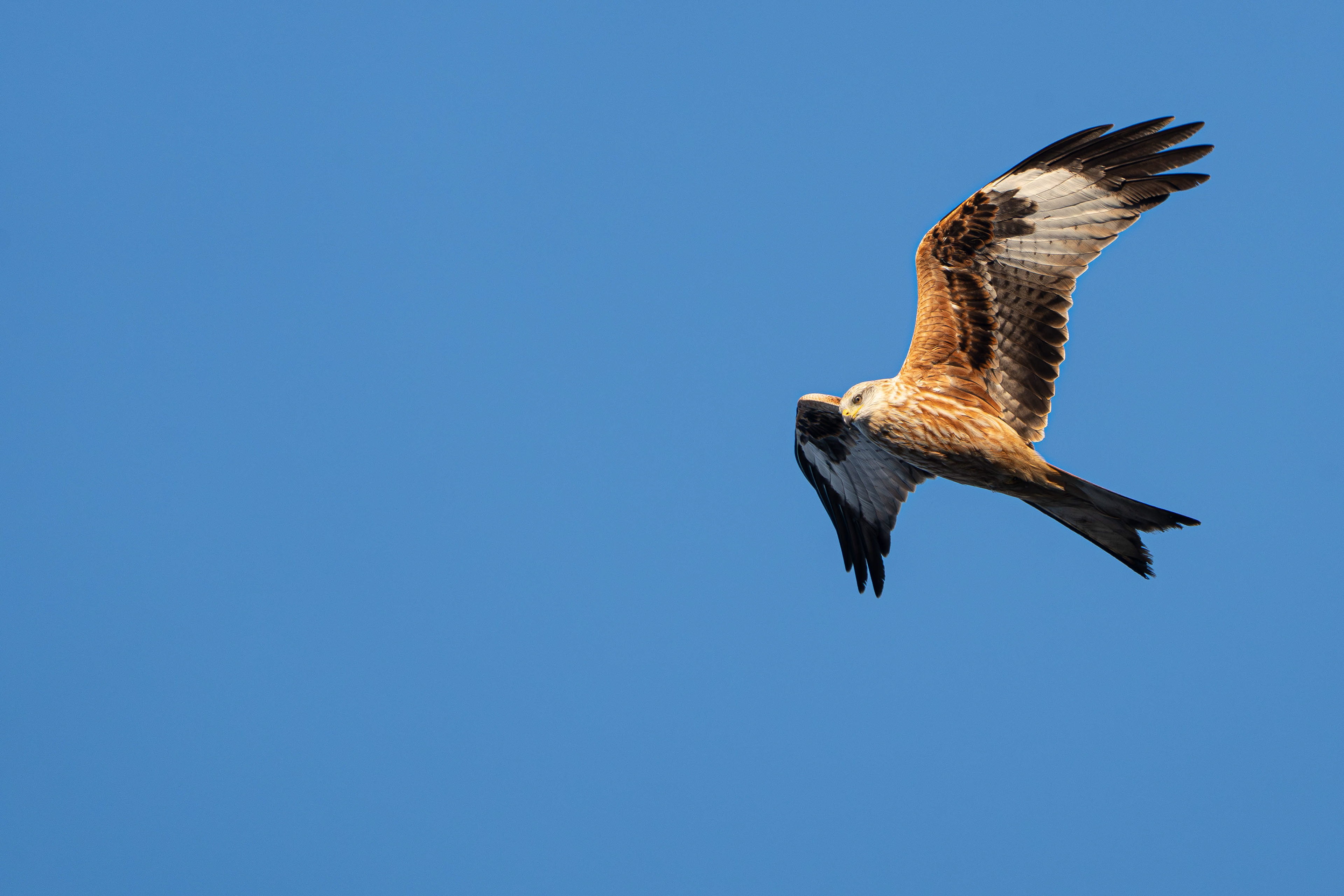 Red Kite