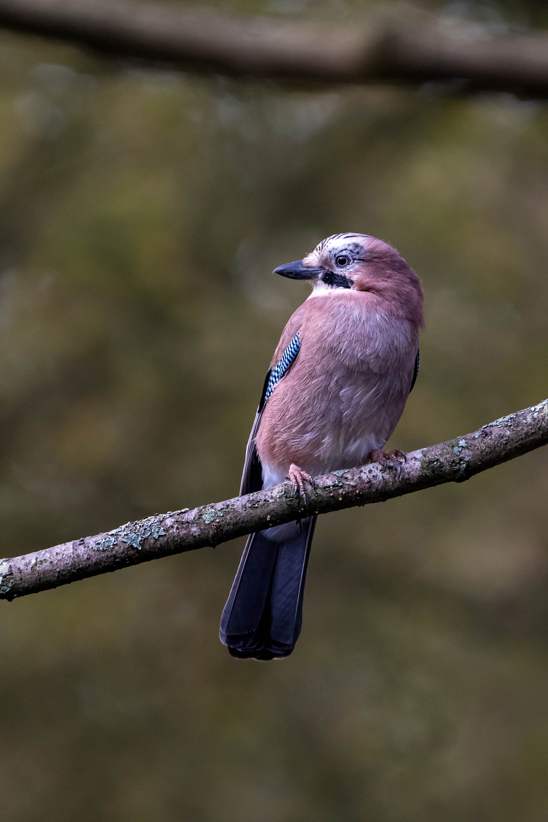 Eurasian Jay
