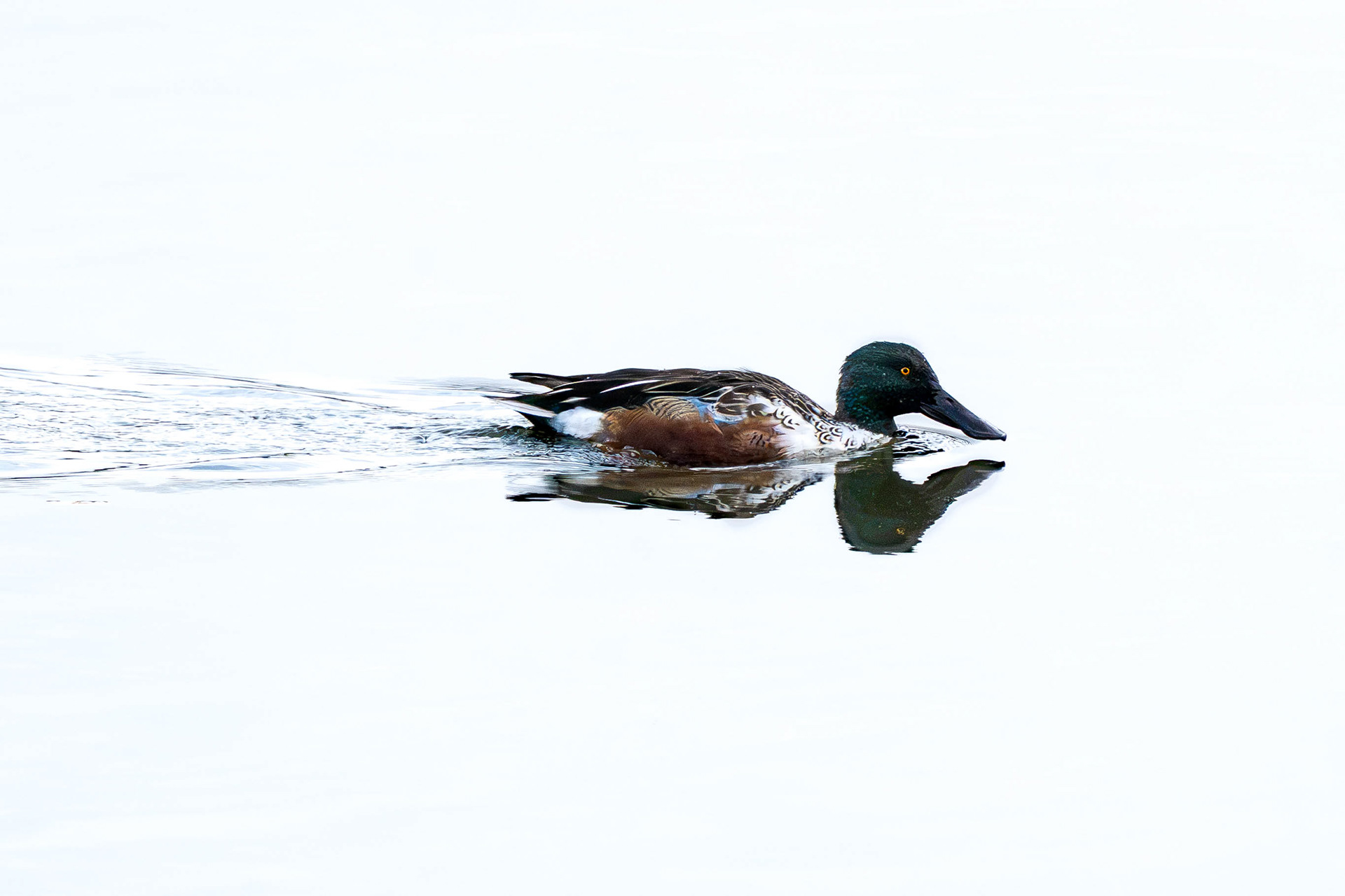 Shoveler Male