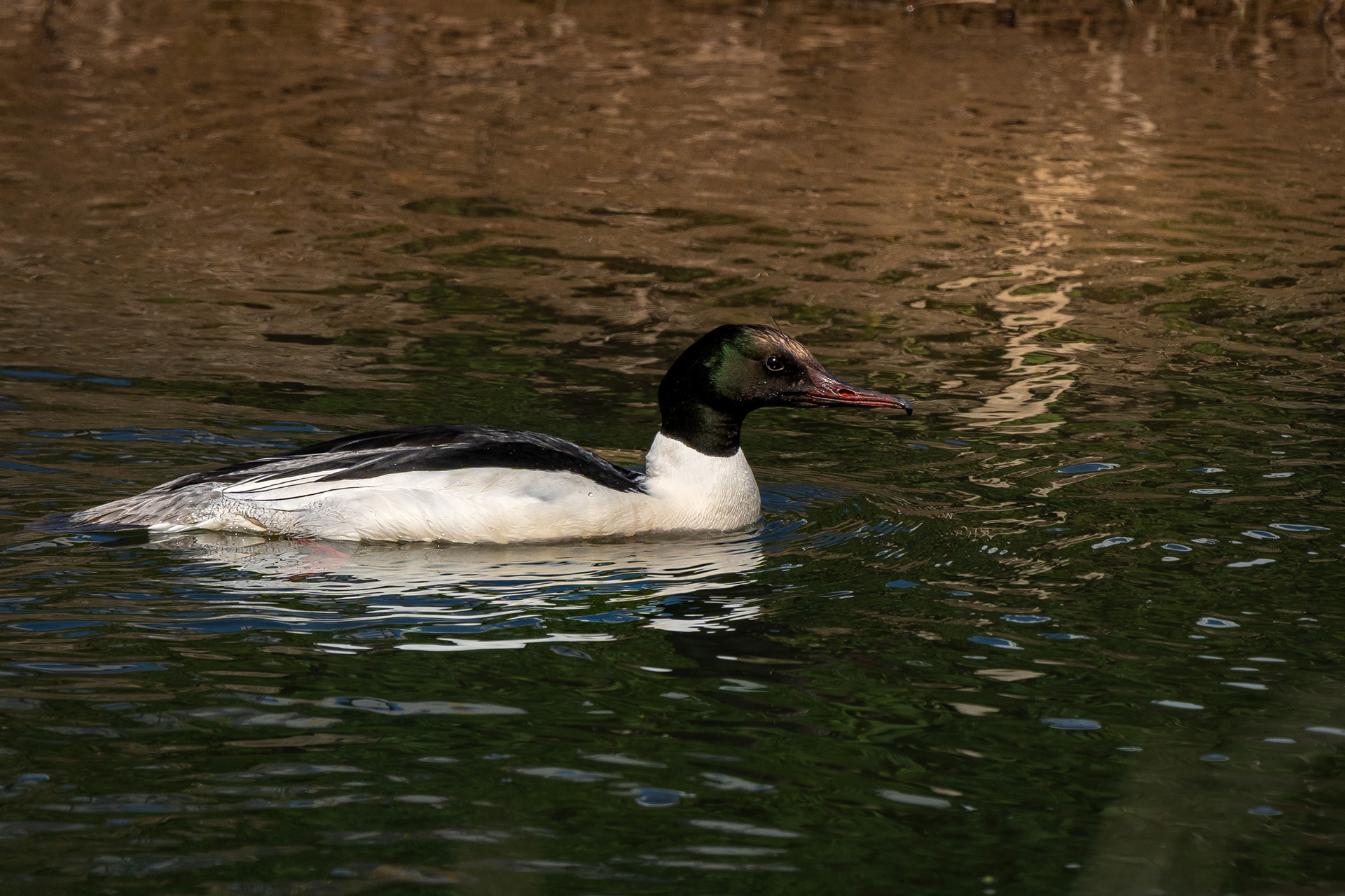 Goosander (Male)