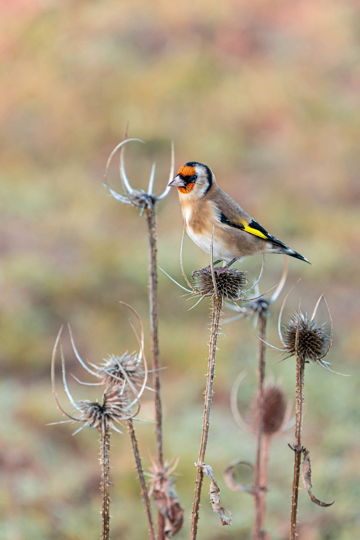 European Goldfinch