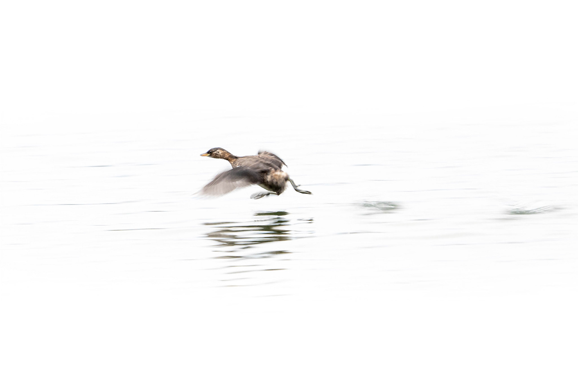 Little Grebe
