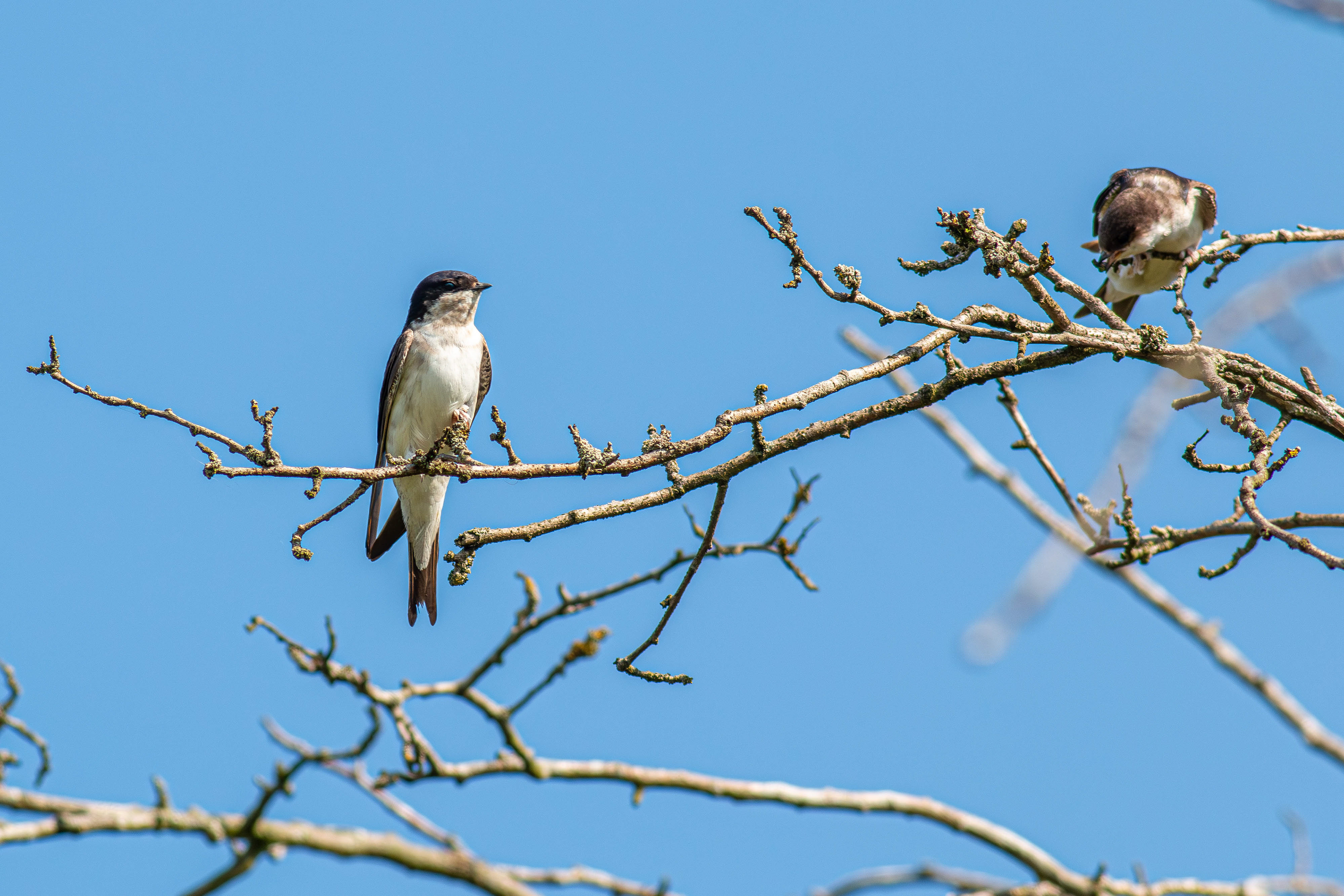 House Martin