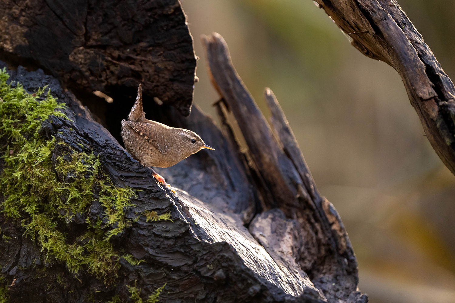 Winter Wren