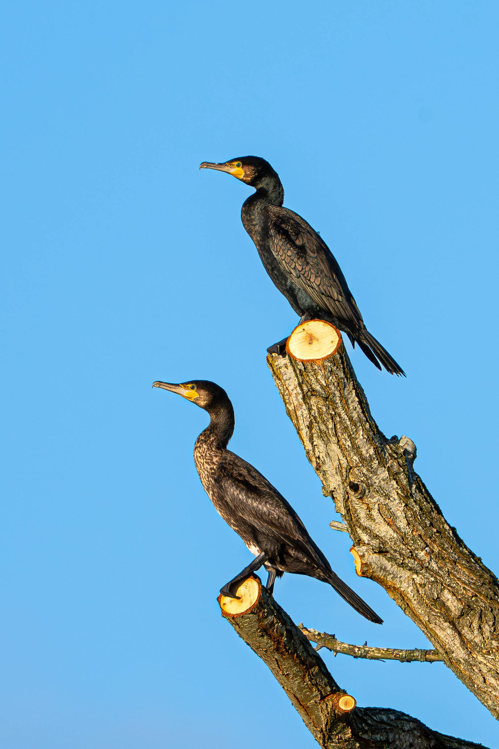 Cormorant