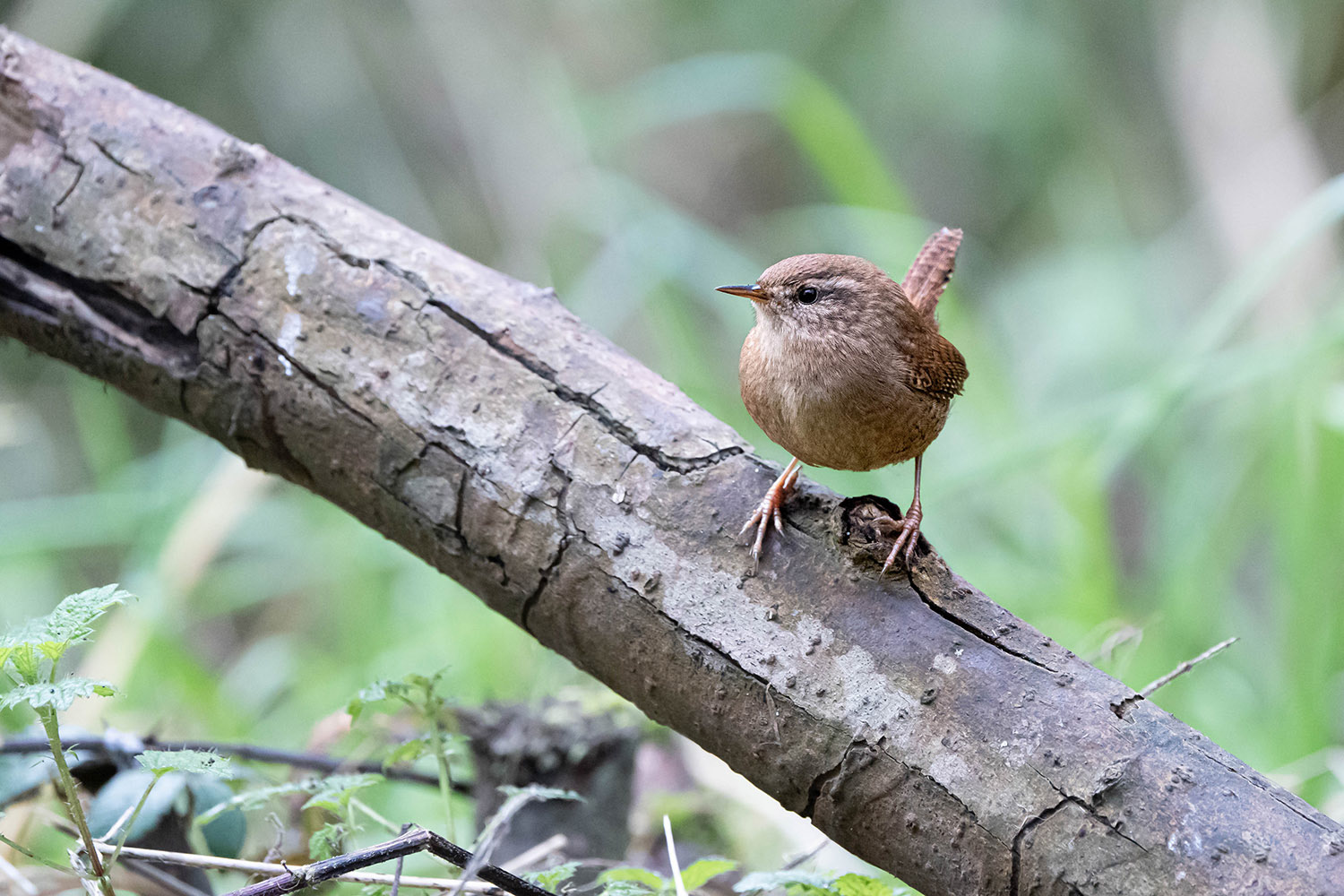 Winter Wren