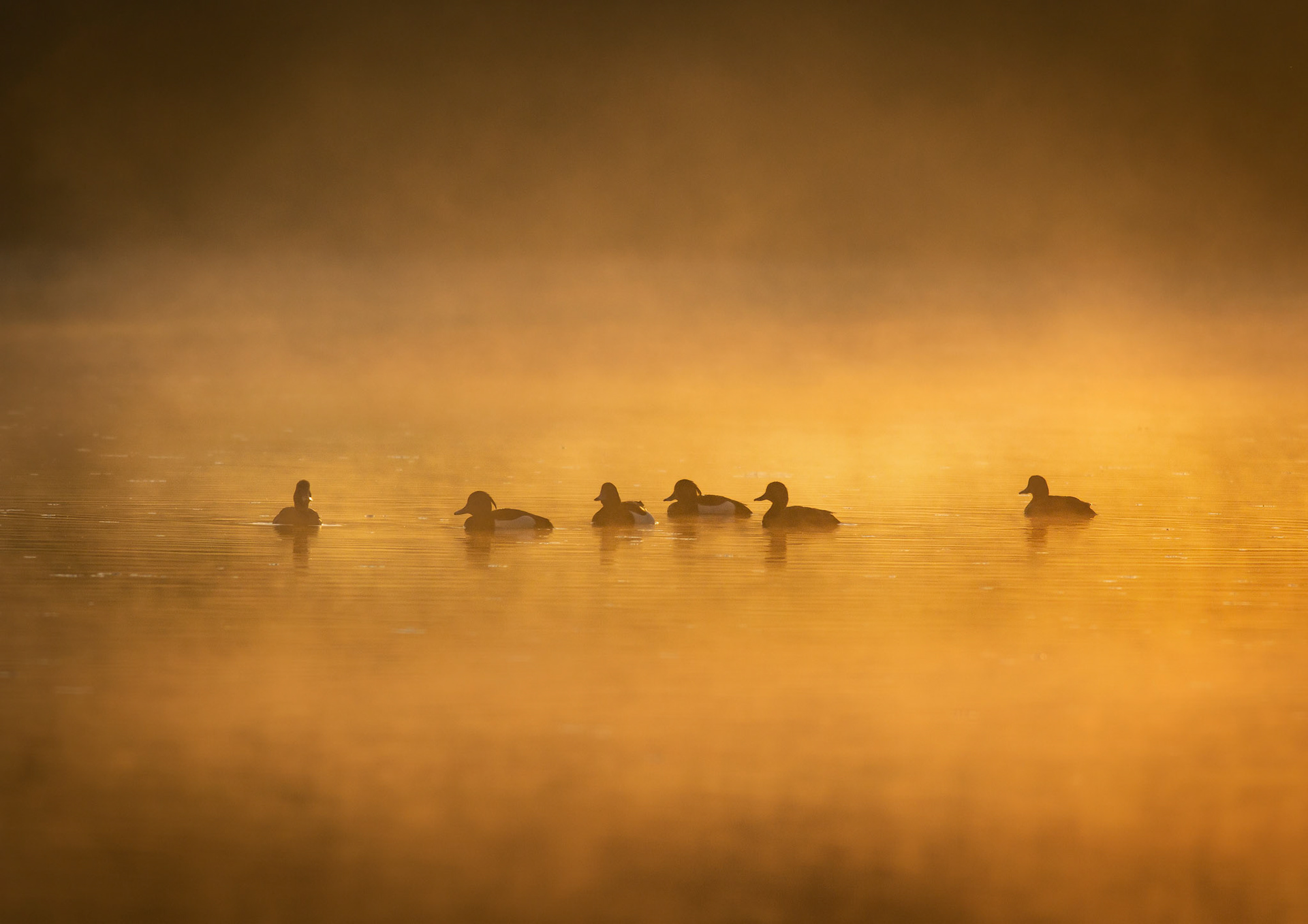 Tufted Duck