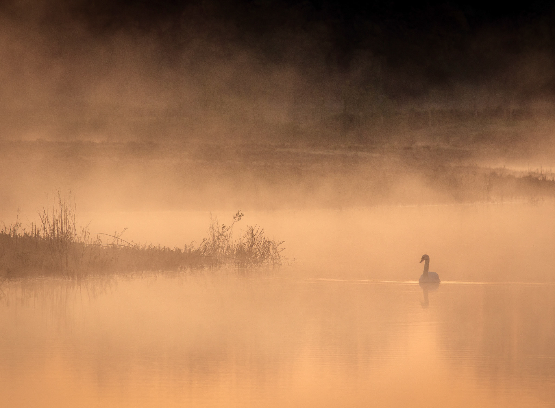Morning Mist