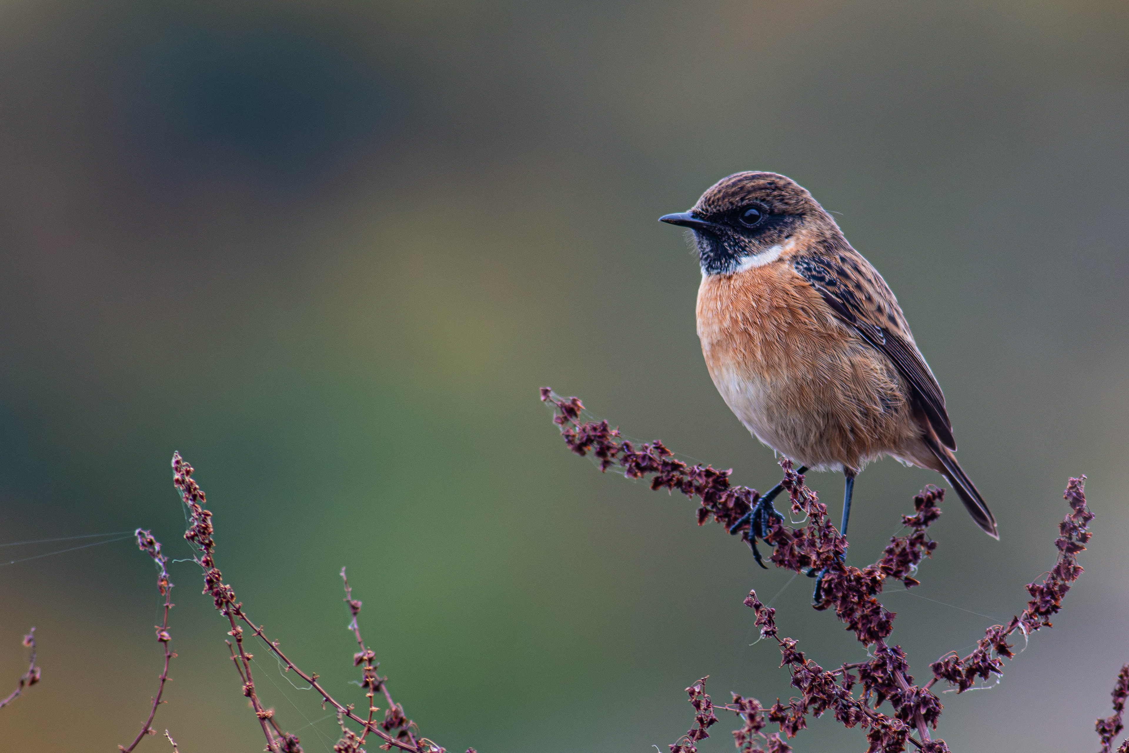 Stonechat (Male)