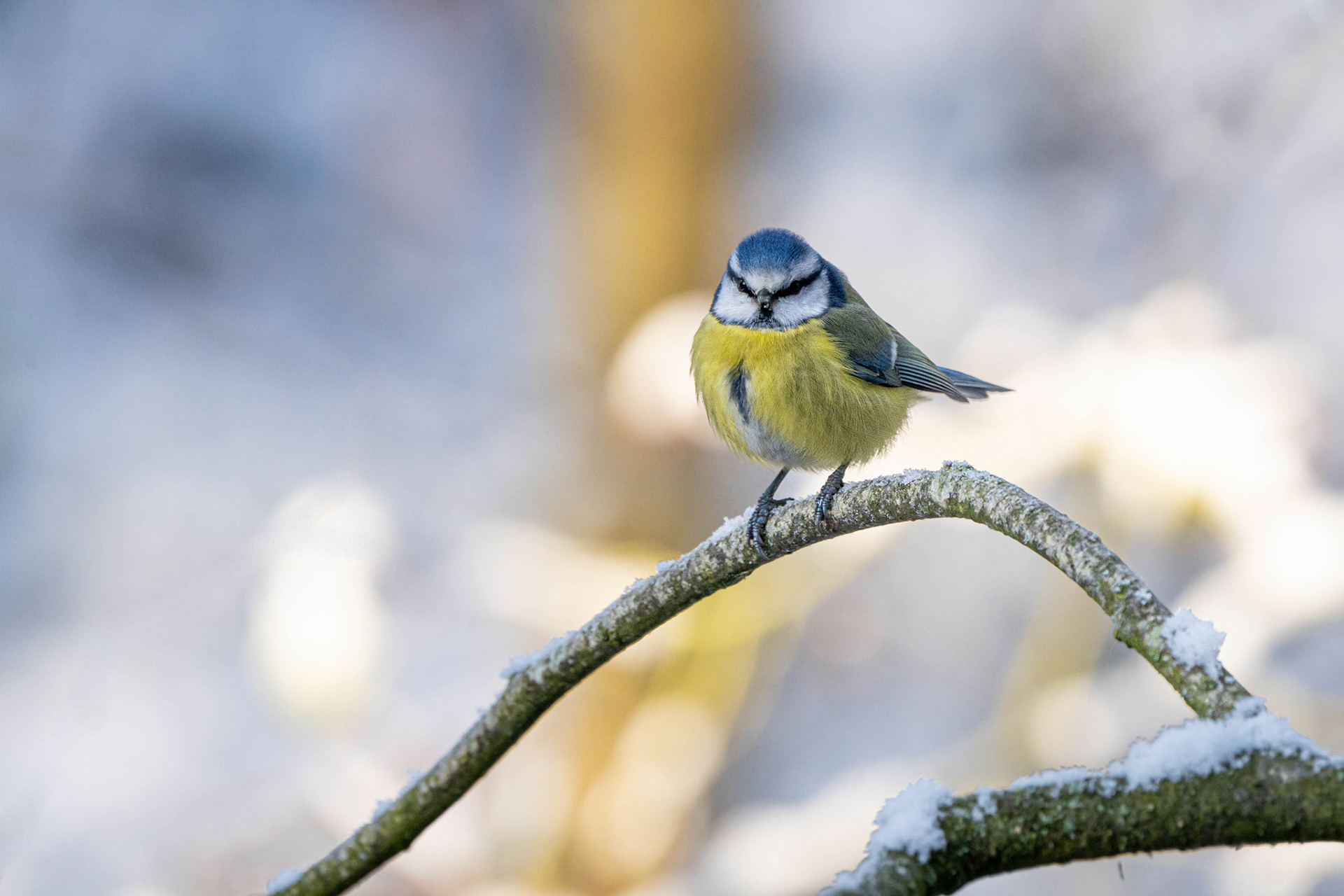 Blue Tit