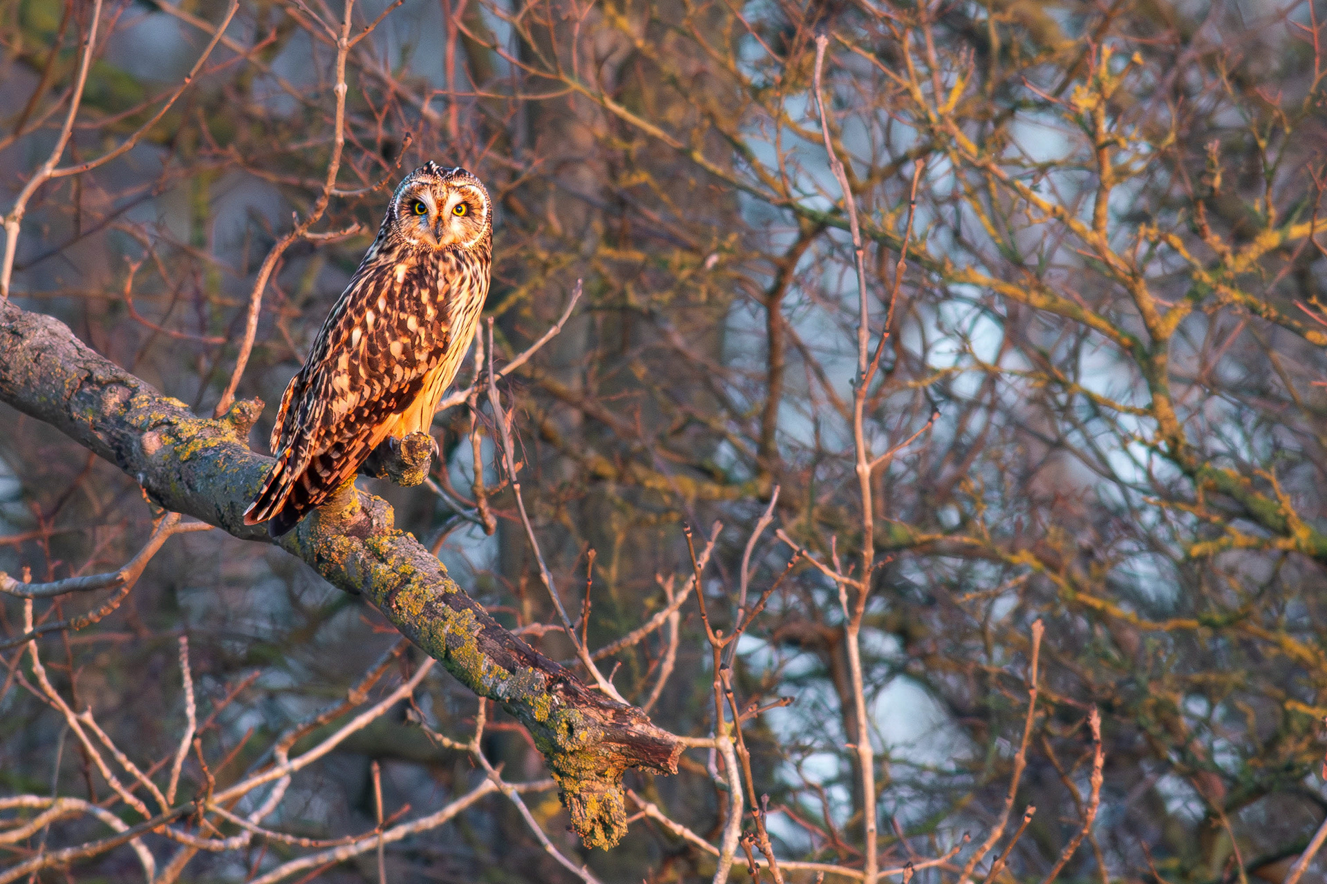 Short-eared Owl