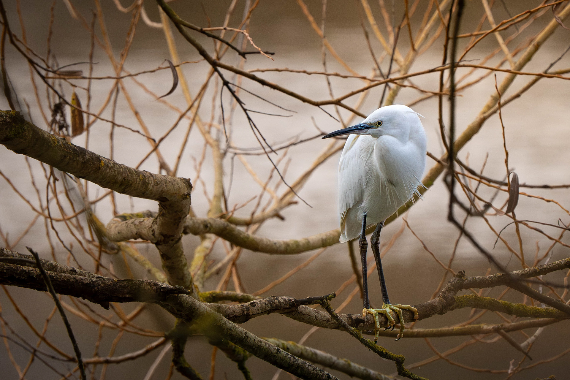 Little Egret