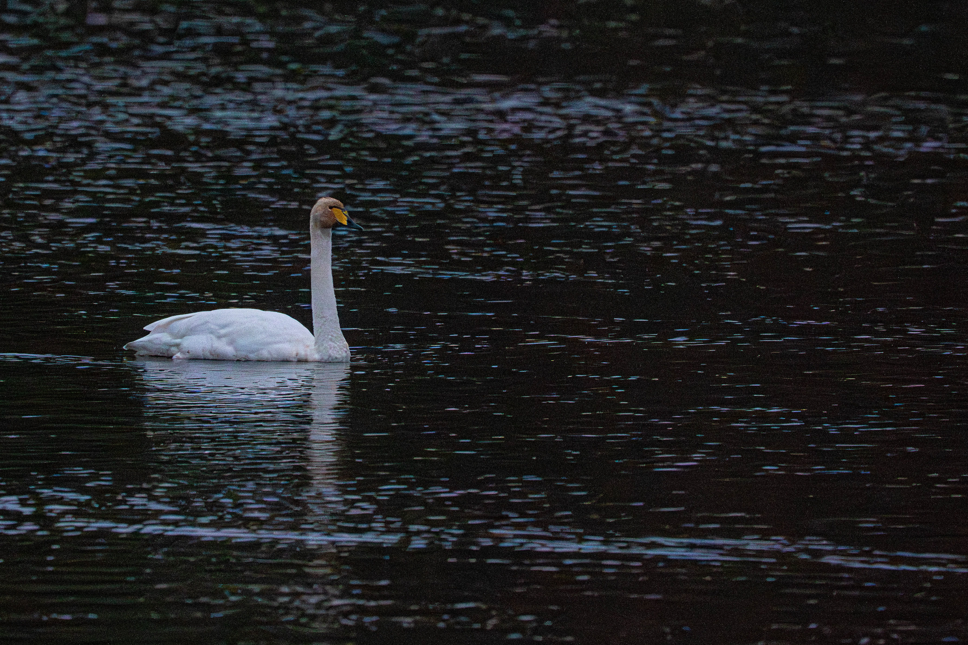 Whooper Swan