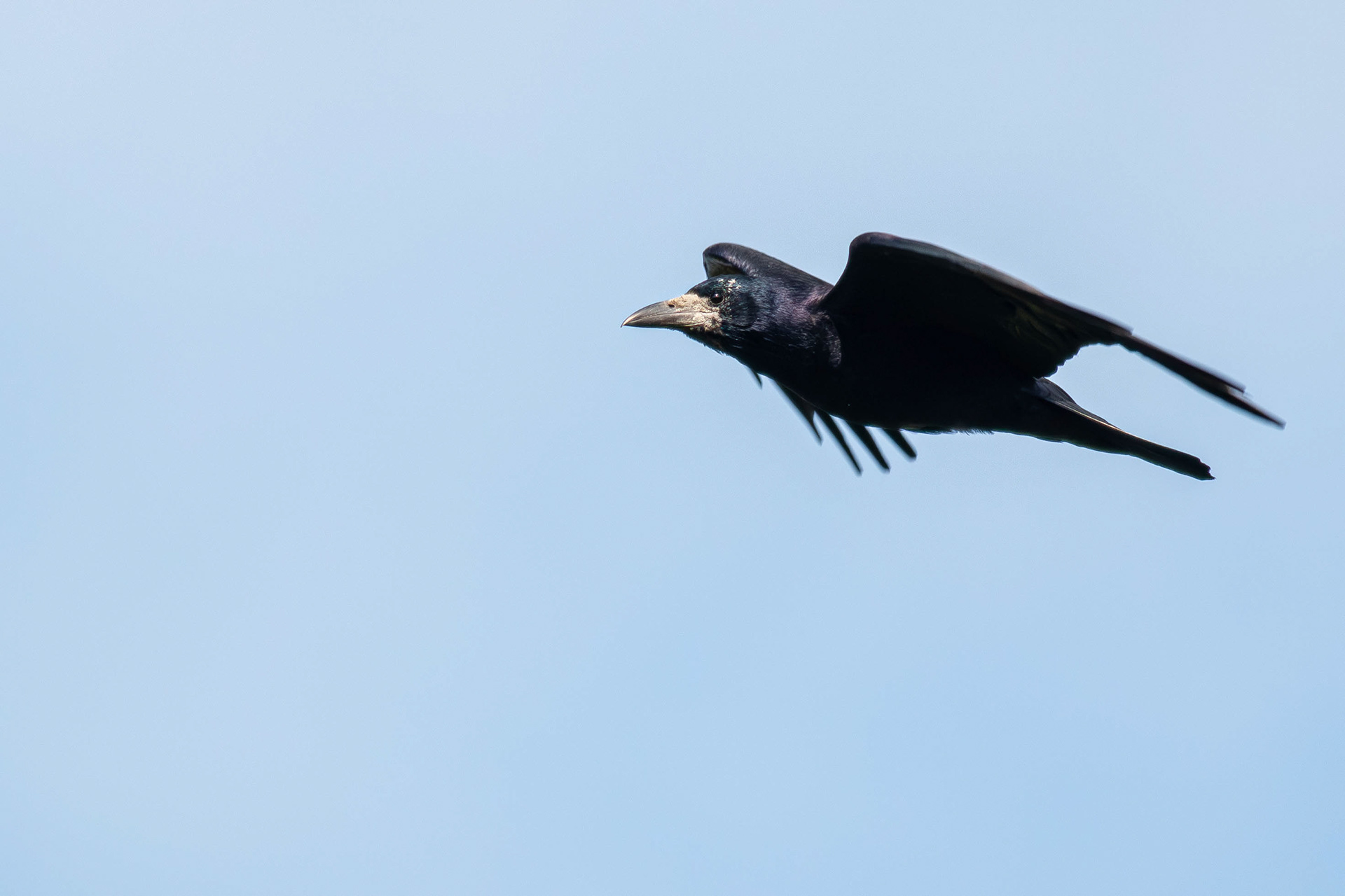 Rook in flight