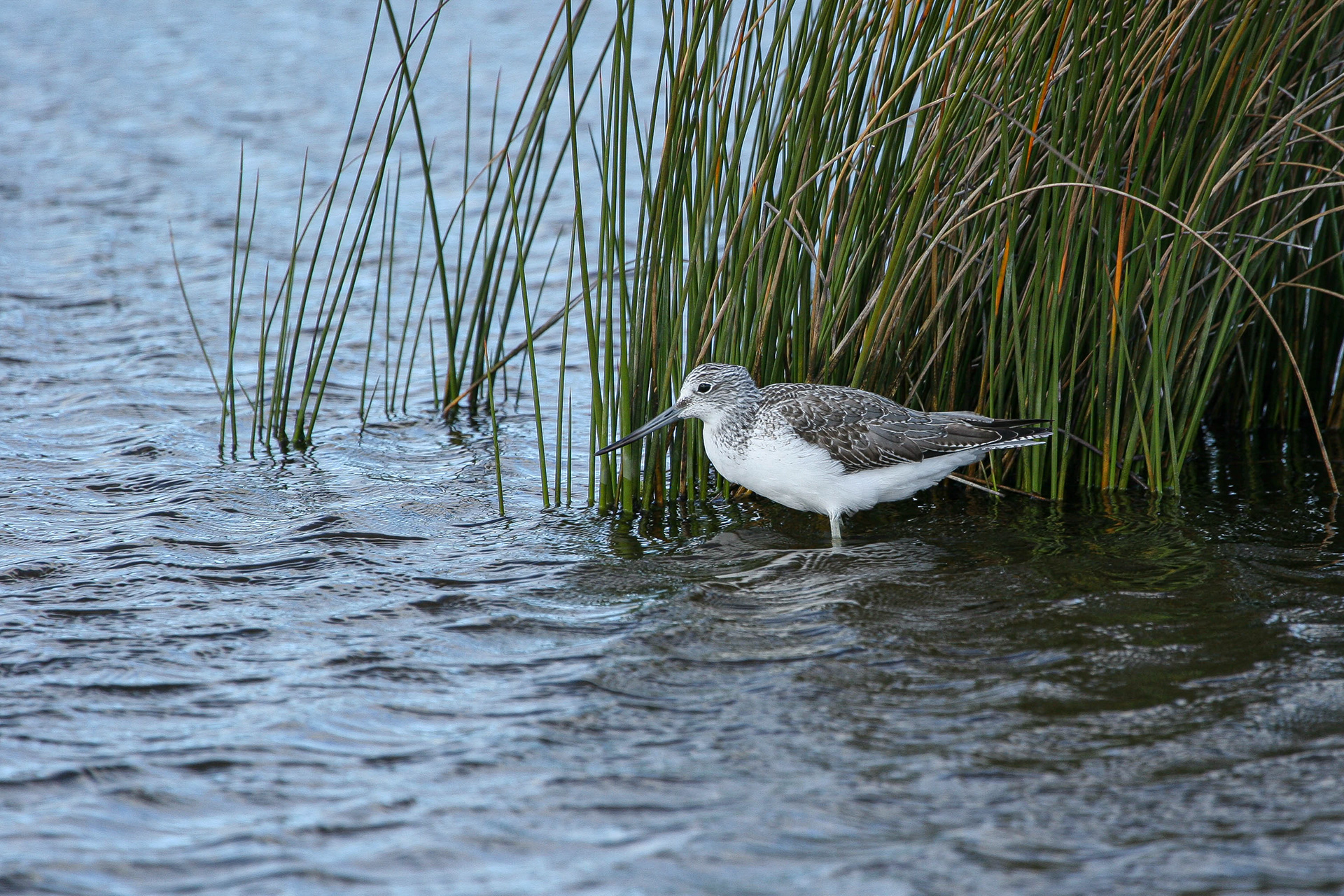 Common Greenshank