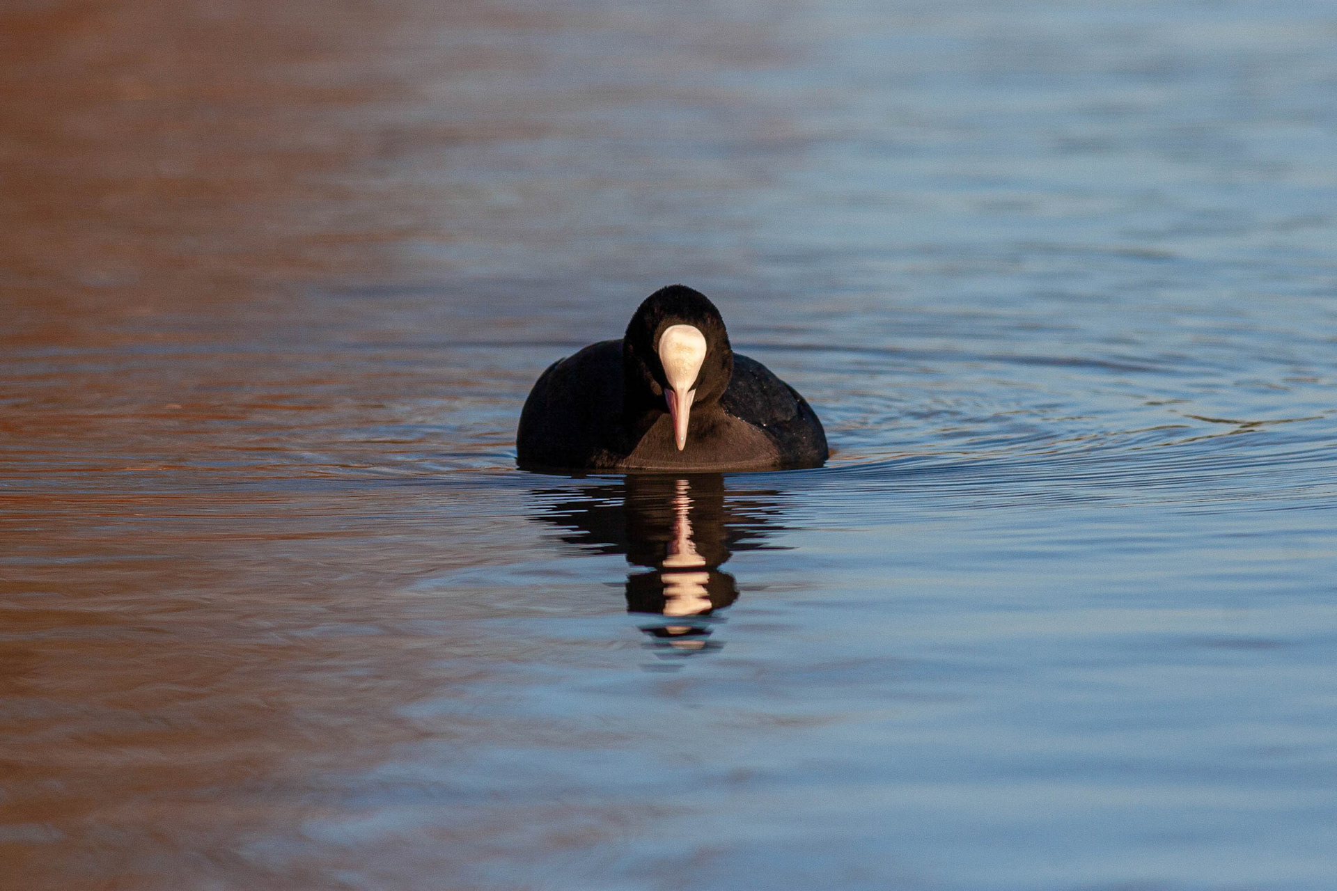Eurasian Coot
