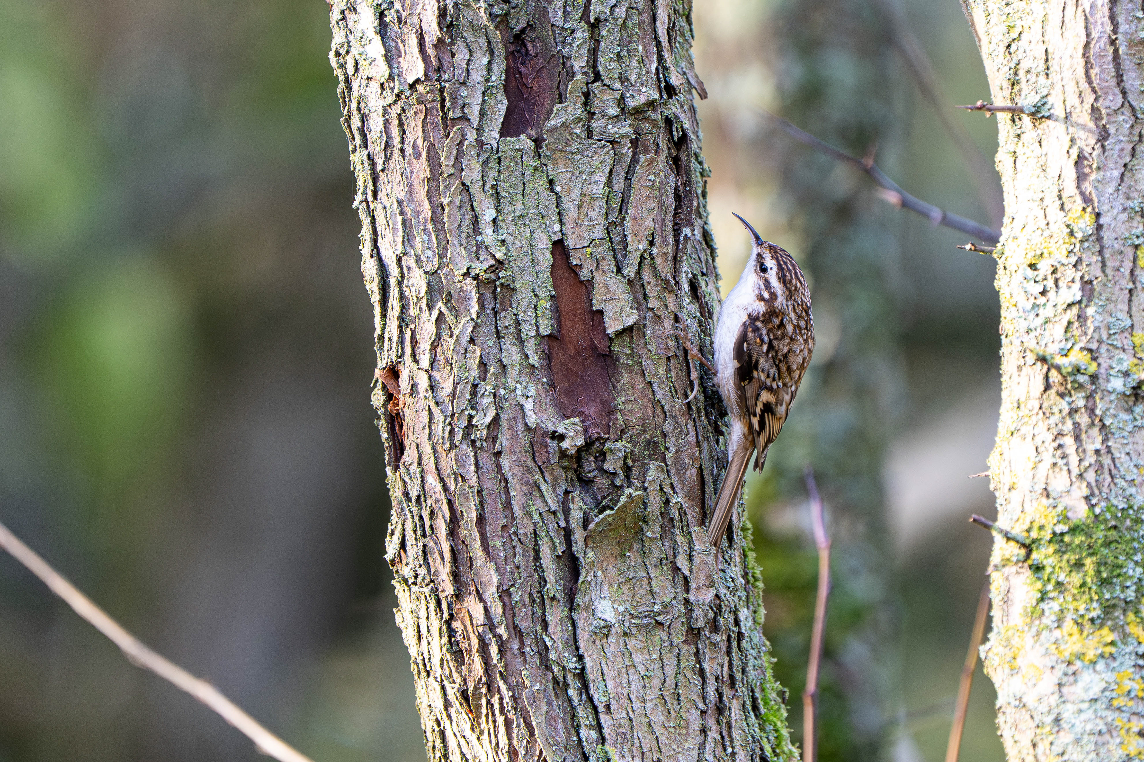 Treecreeper