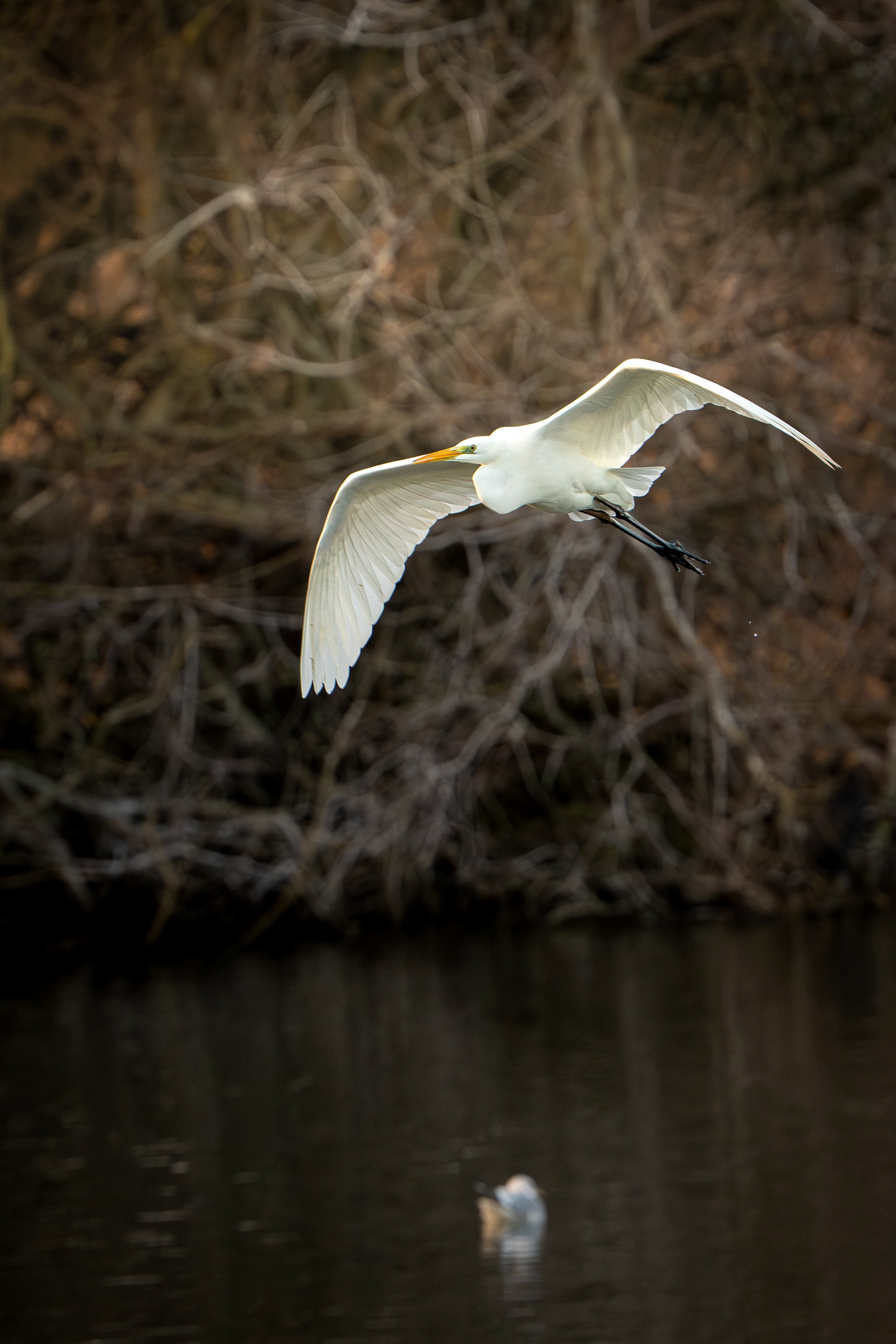 Great White Egret flight
